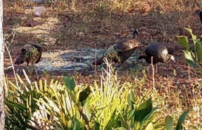Lot Antioch Cemetery 17.02 Acres Road, Ponce De Leon