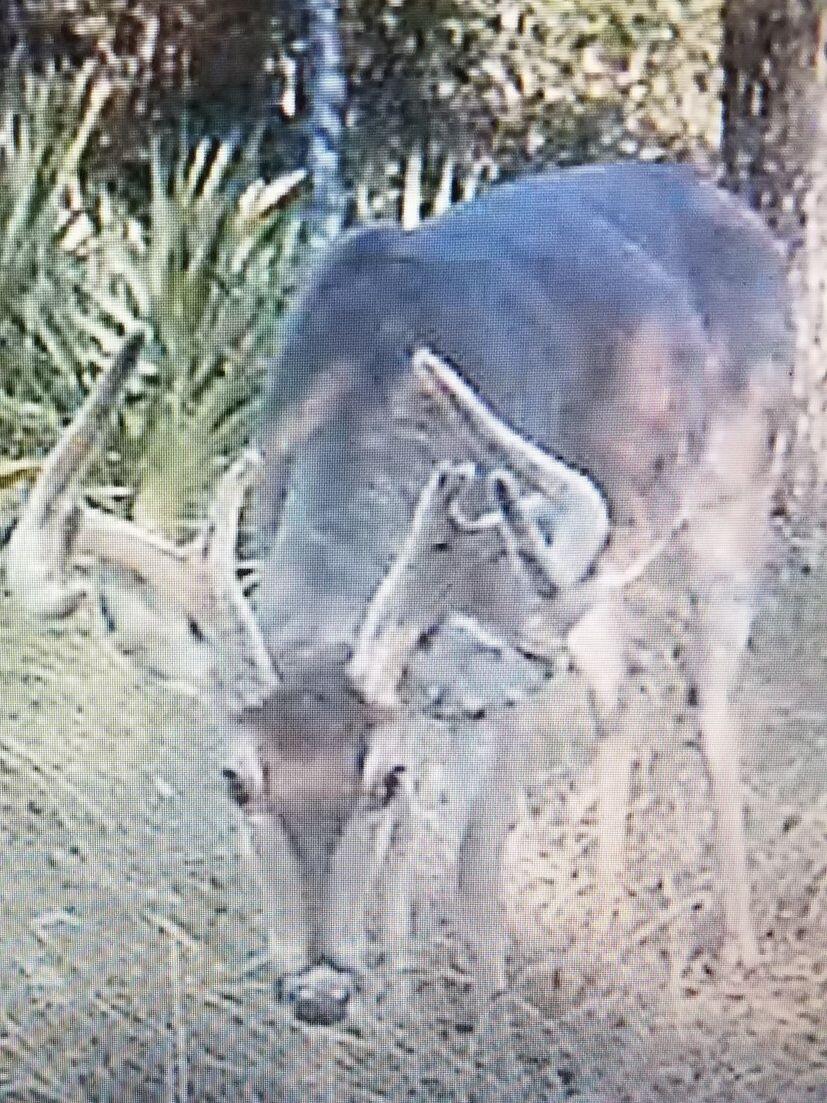 Lot 2 Parcels Antioch Cemetery Road