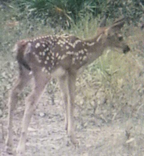Lot 2 Parcels Antioch Cemetery Road