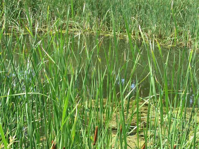 4301 N WHITE HAWK Drive