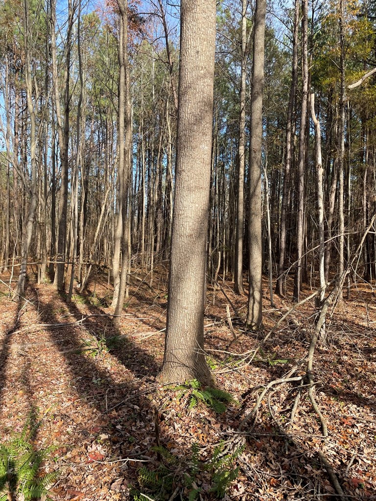 Acreage Mt. Ararat Rd.