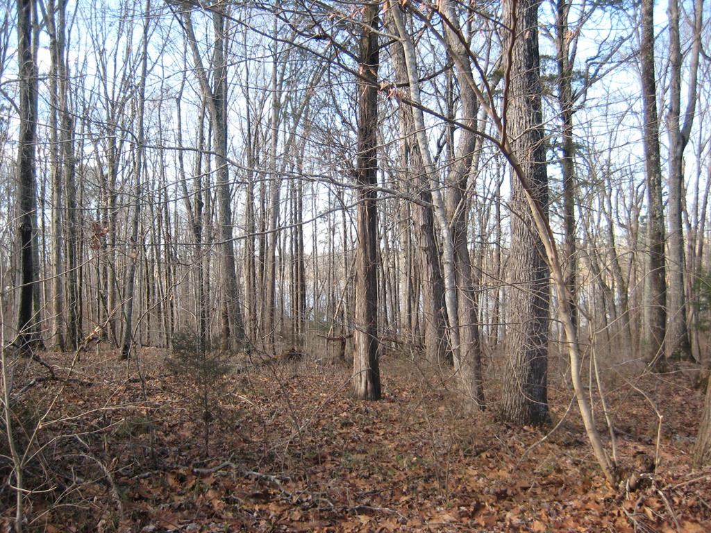 15-15BR Palomino Road