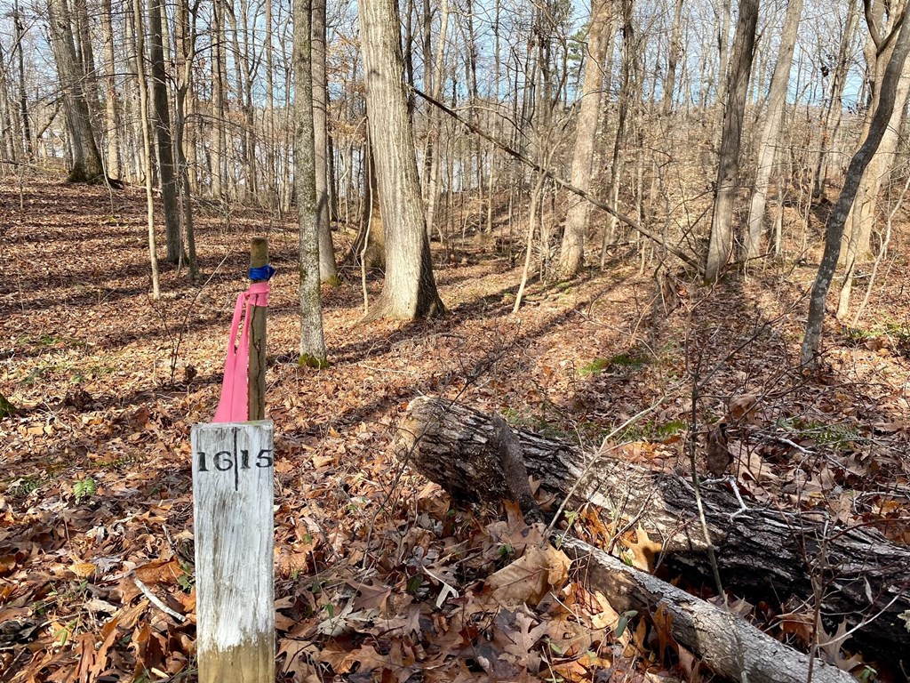 15-15BR Palomino Road