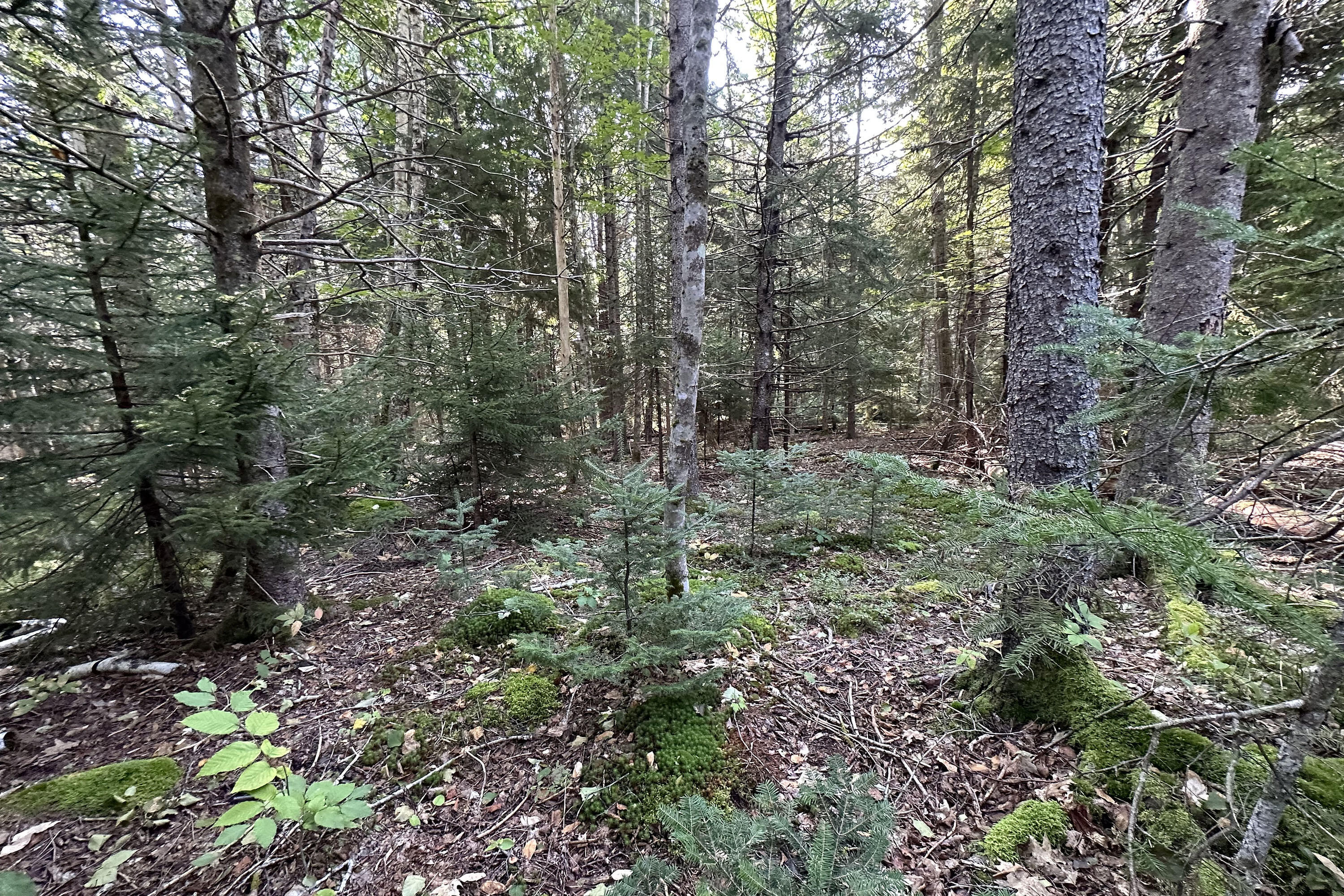 00 Cross Road