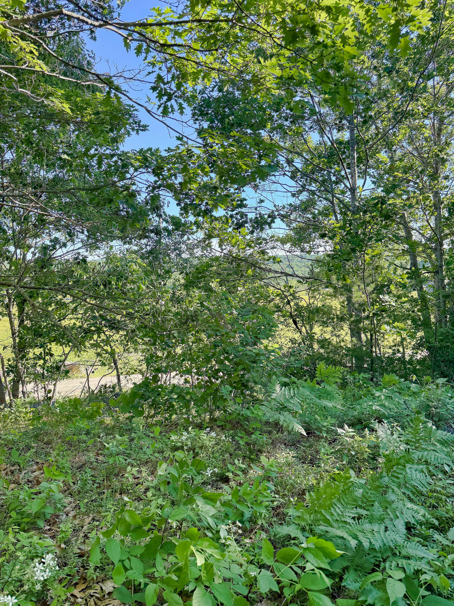 519 Snow's Cove Road