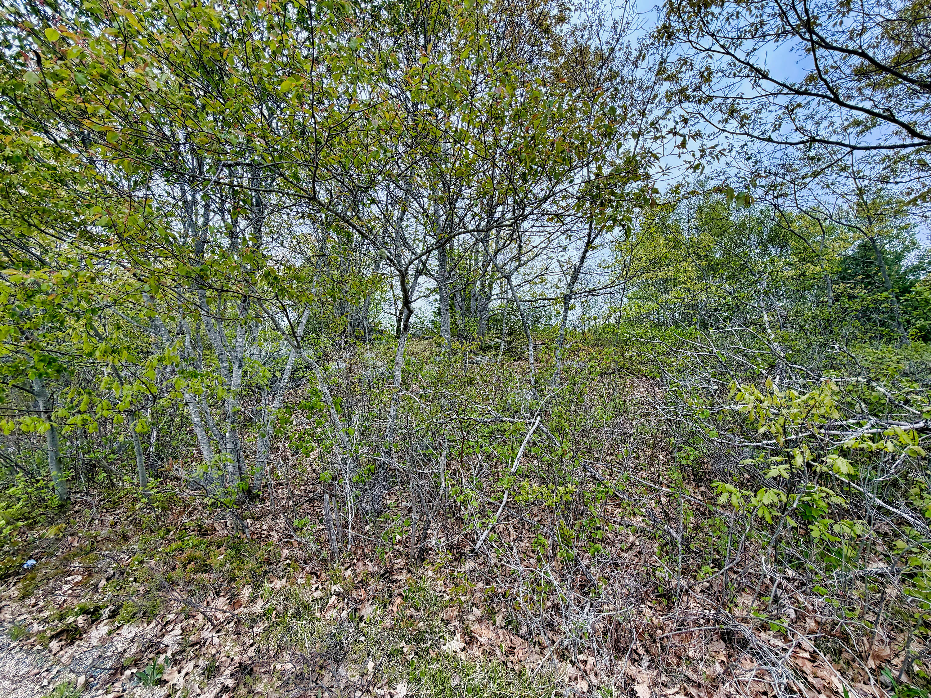 519 Snow's Cove Road