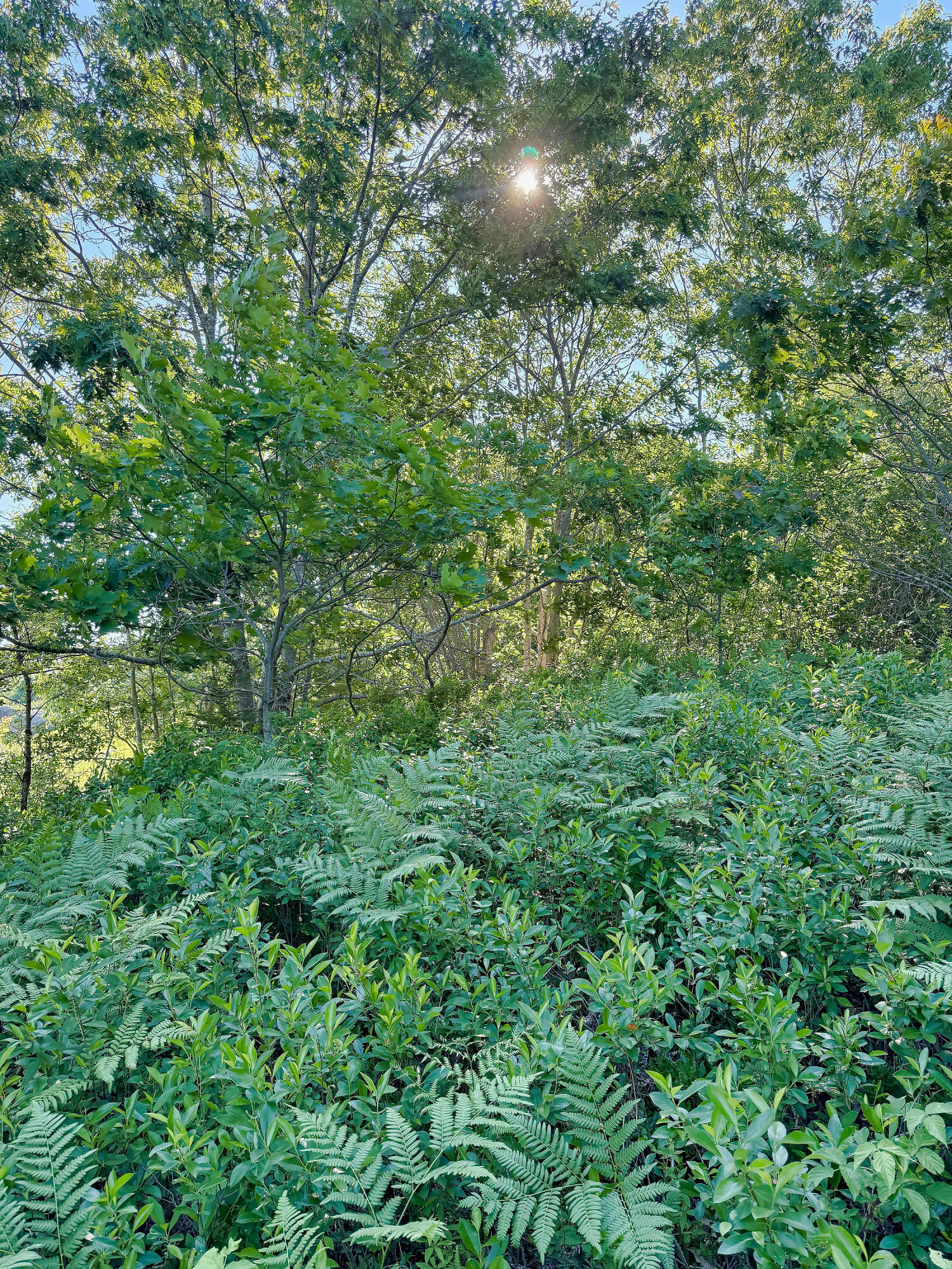 519 Snow's Cove Road