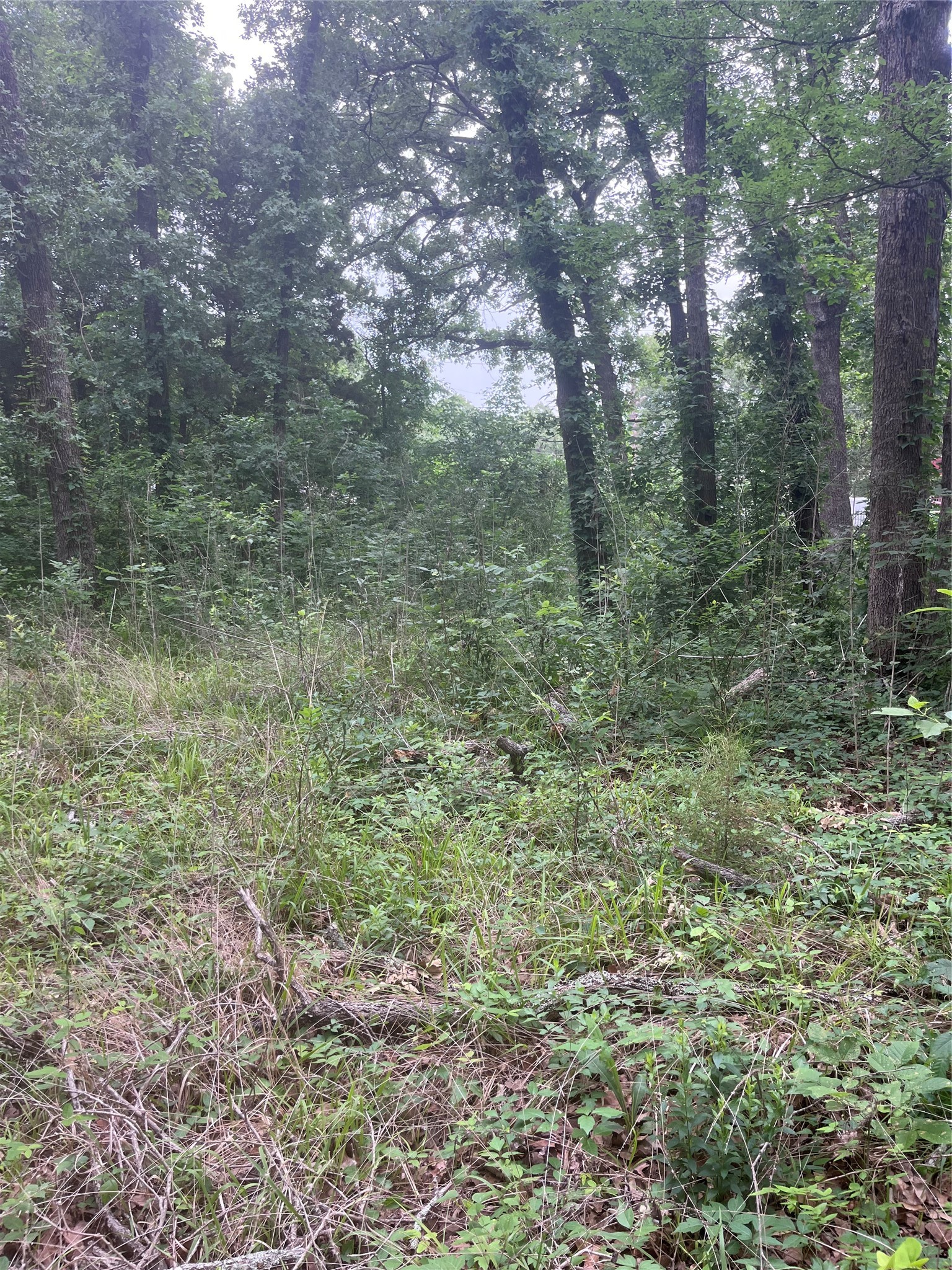 106 Red Bluff Loop