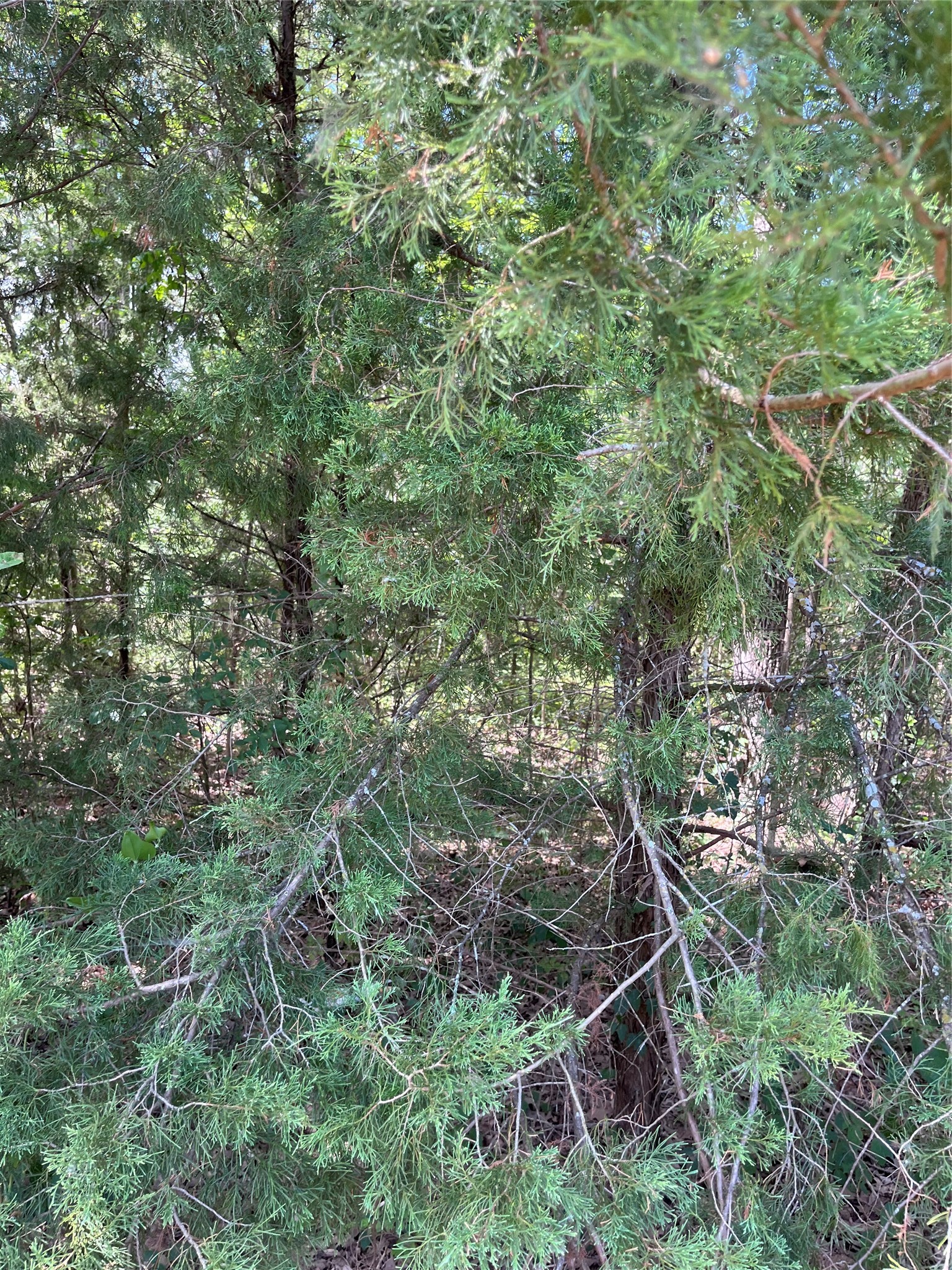 106 Red Bluff Loop