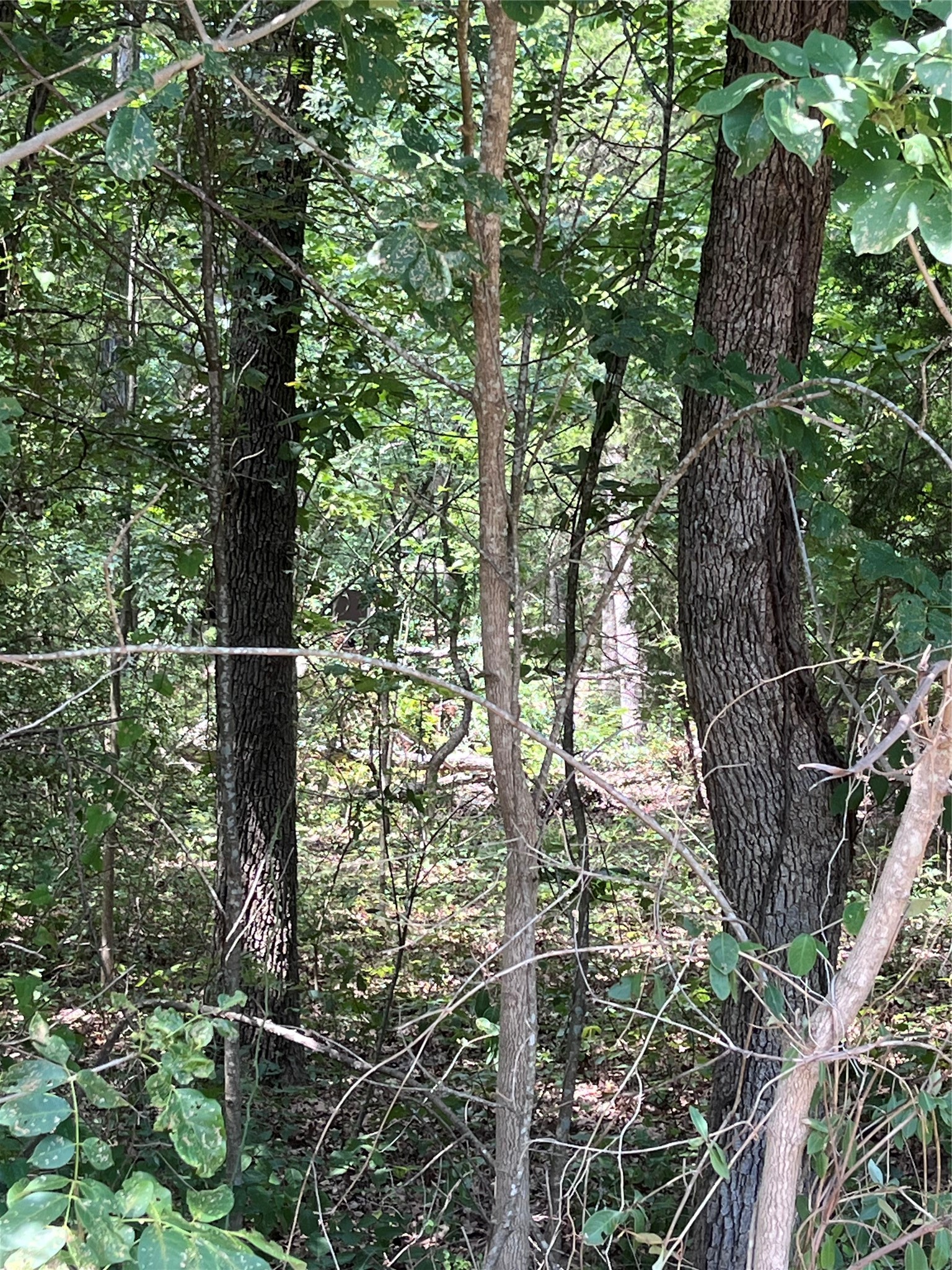 106 Red Bluff Loop