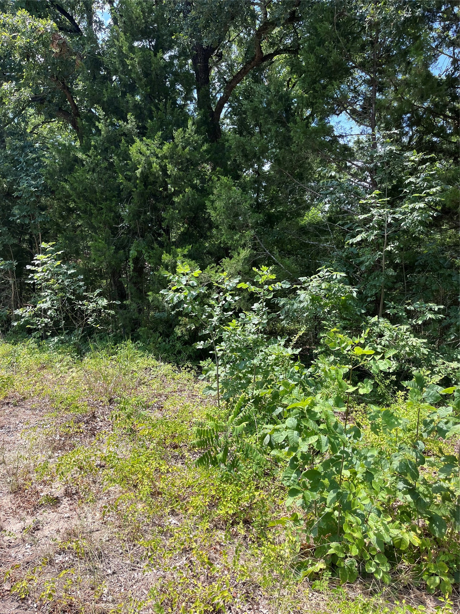 106 Red Bluff Loop