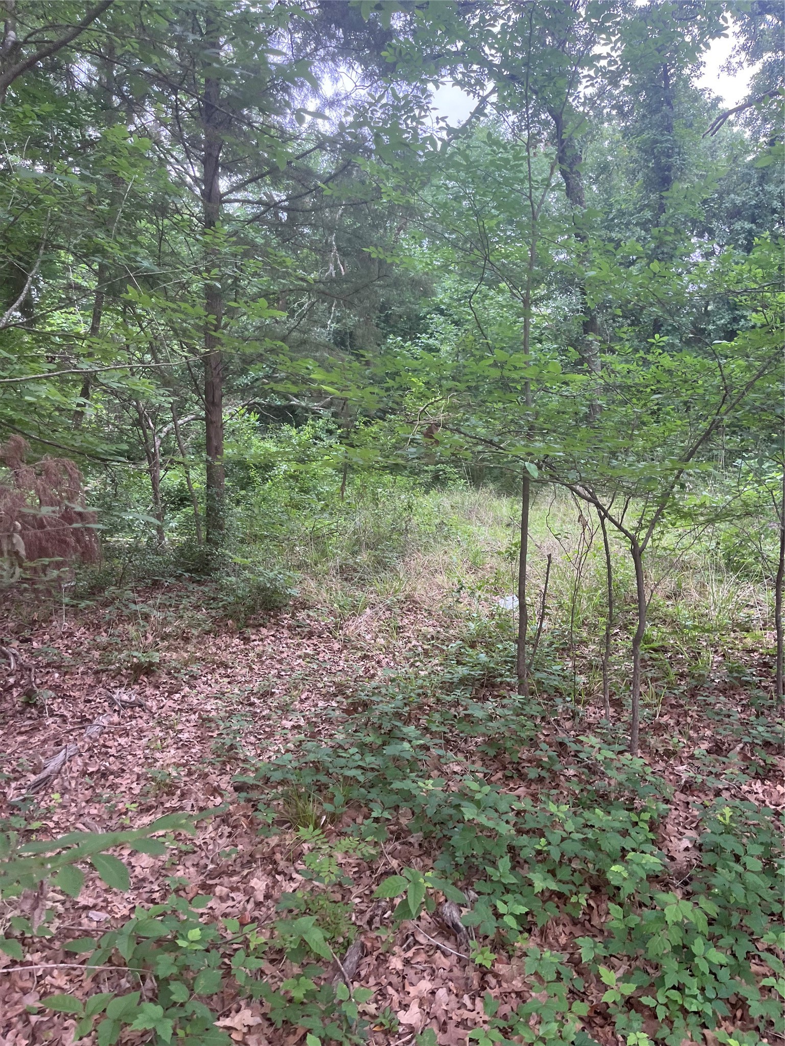 106 Red Bluff Loop