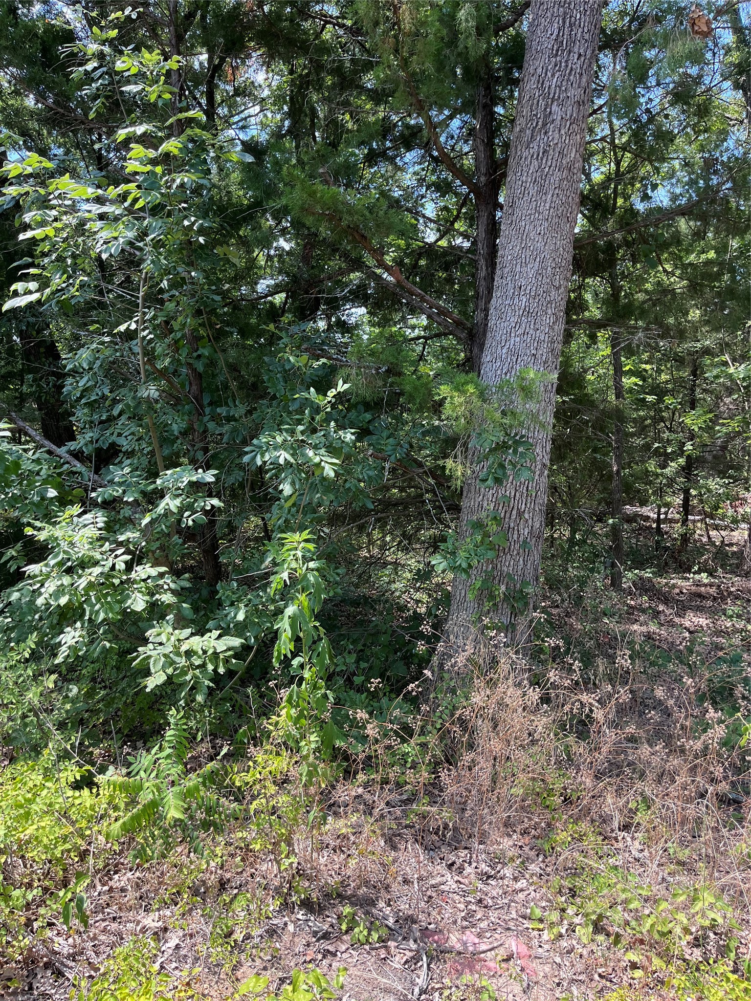 106 Red Bluff Loop