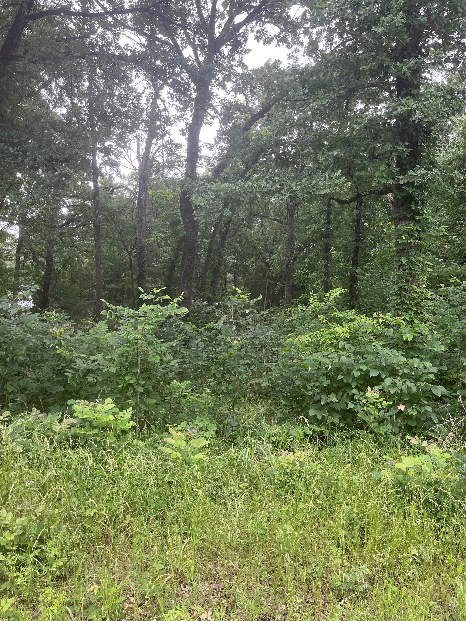 106 Red Bluff Loop