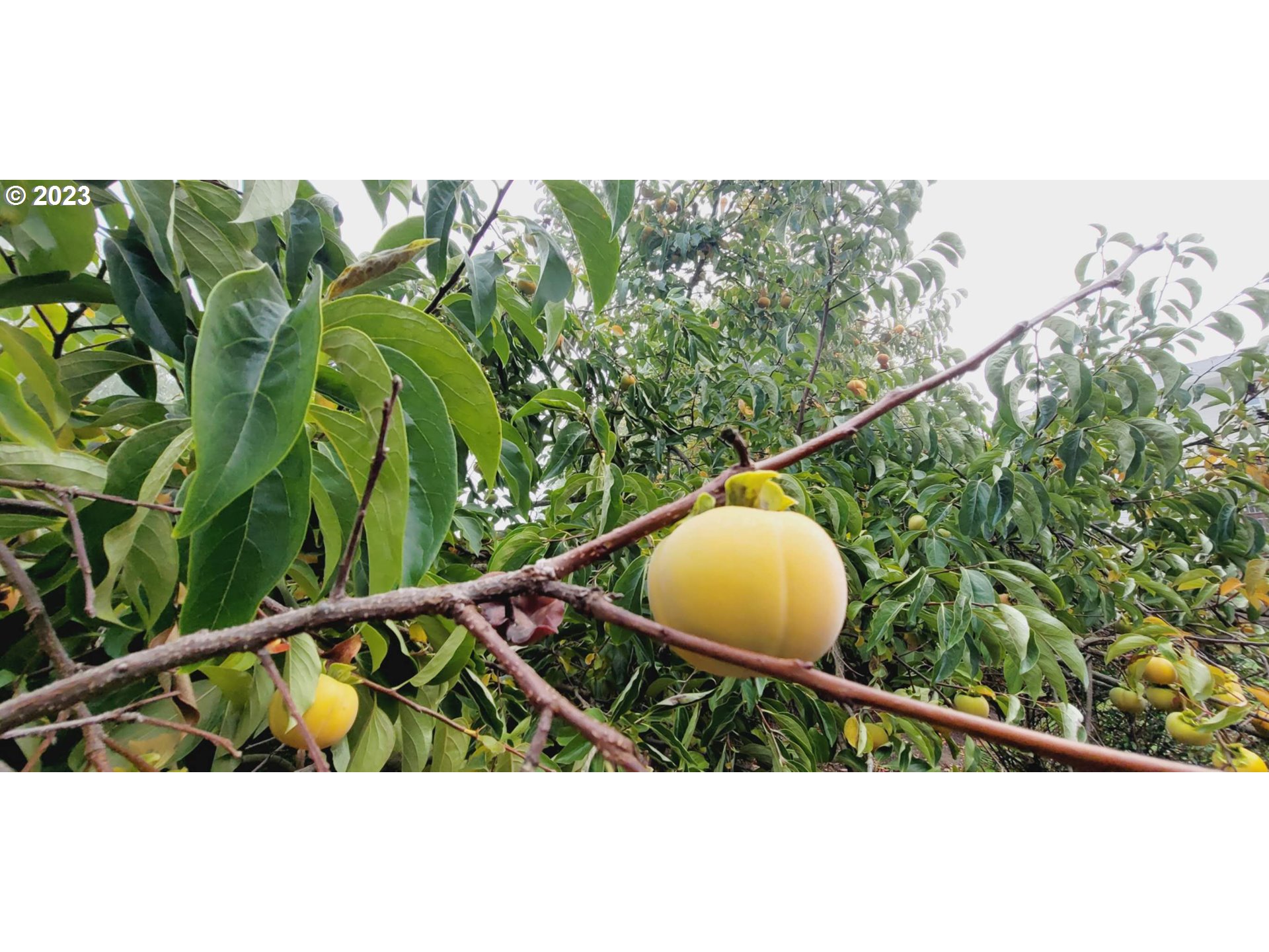 16423 SE MEADOWLAND CT