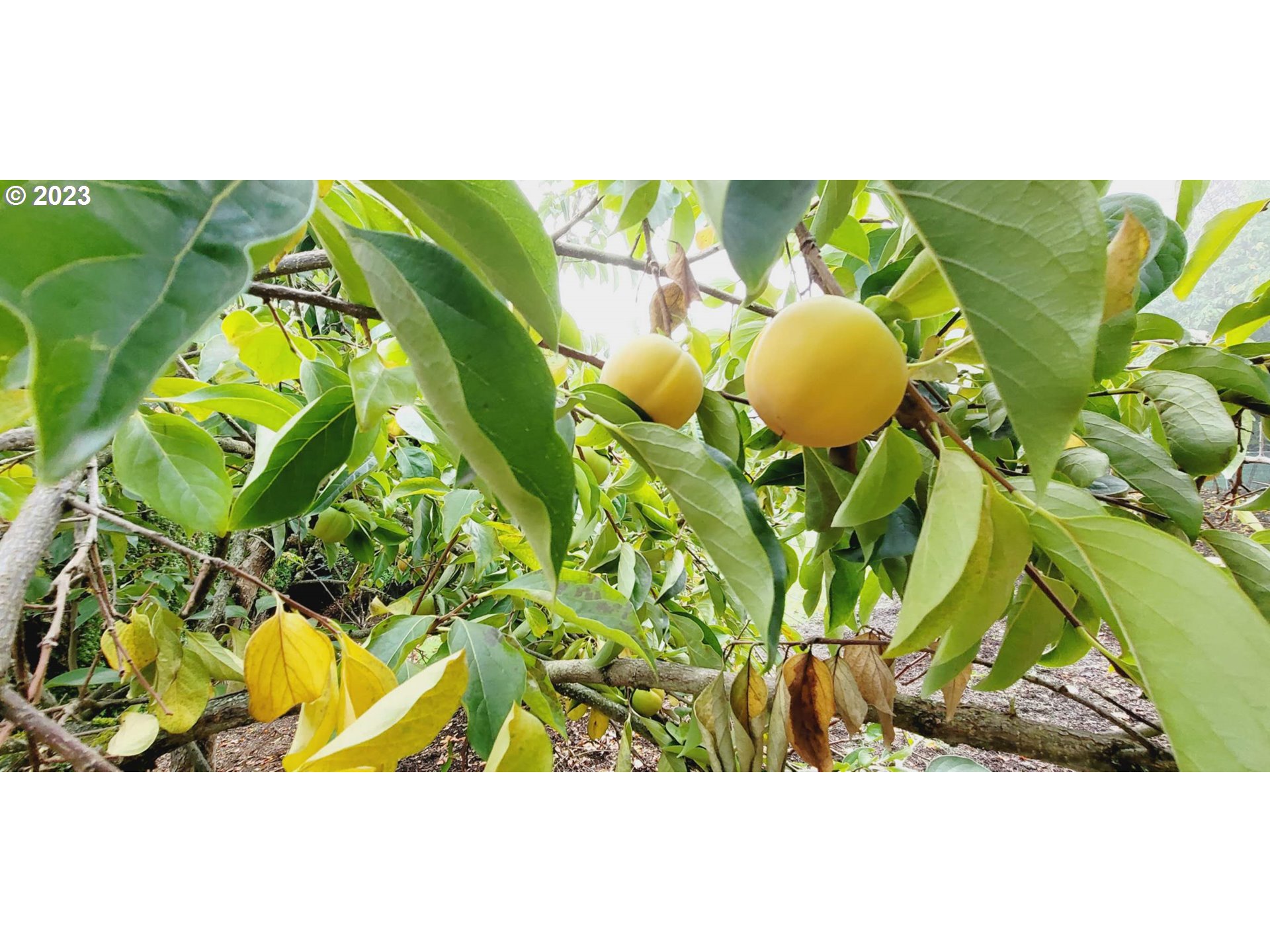 16423 SE MEADOWLAND CT