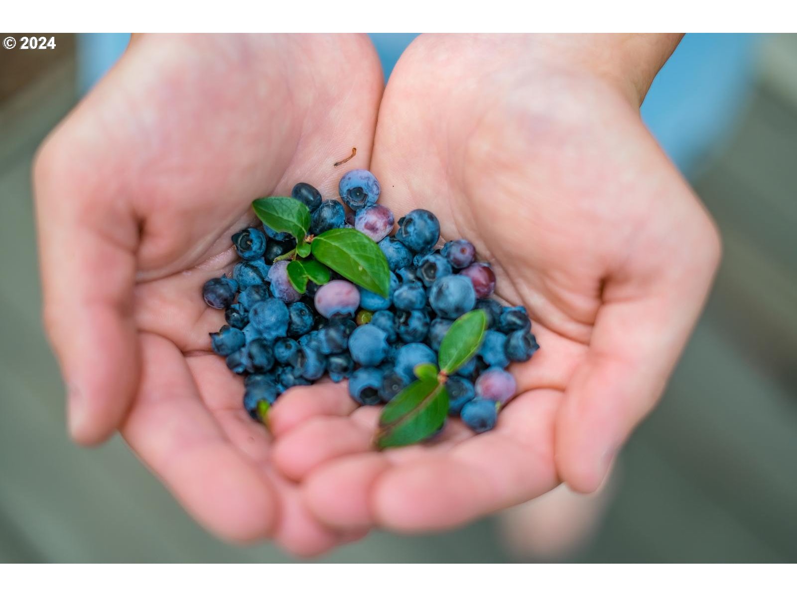 2845 SW BUCHAREST CT