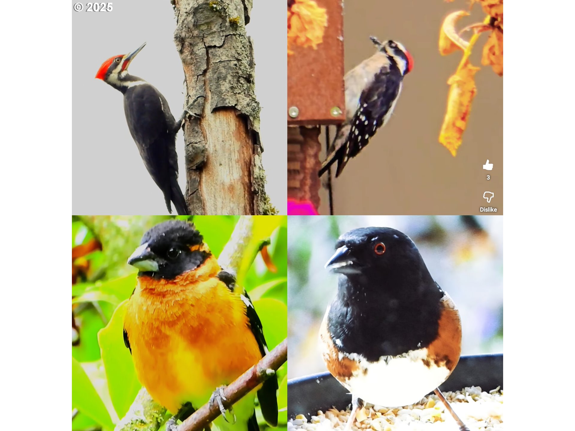 12147 SE HENDERSON DR