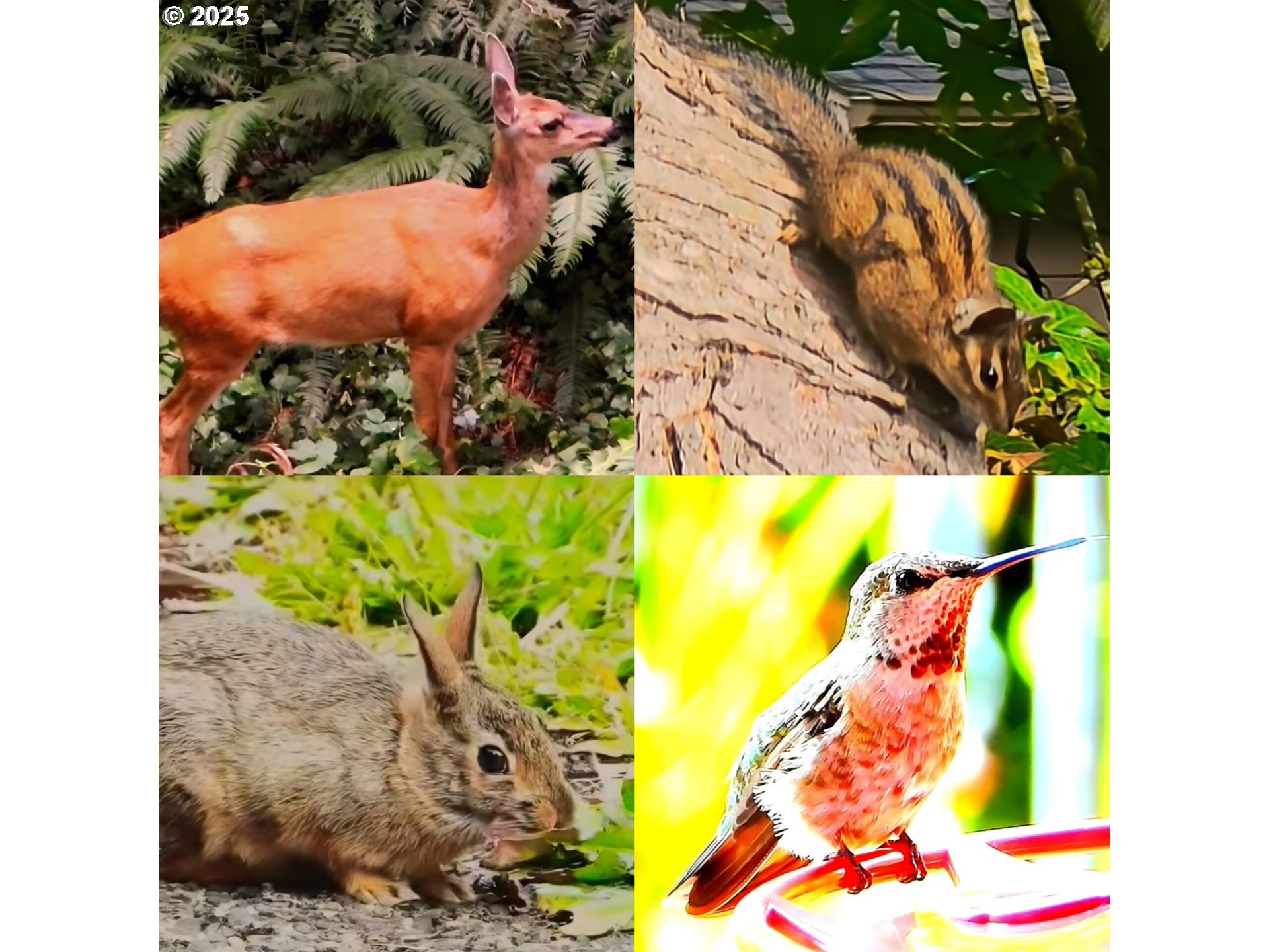 12147 SE HENDERSON DR