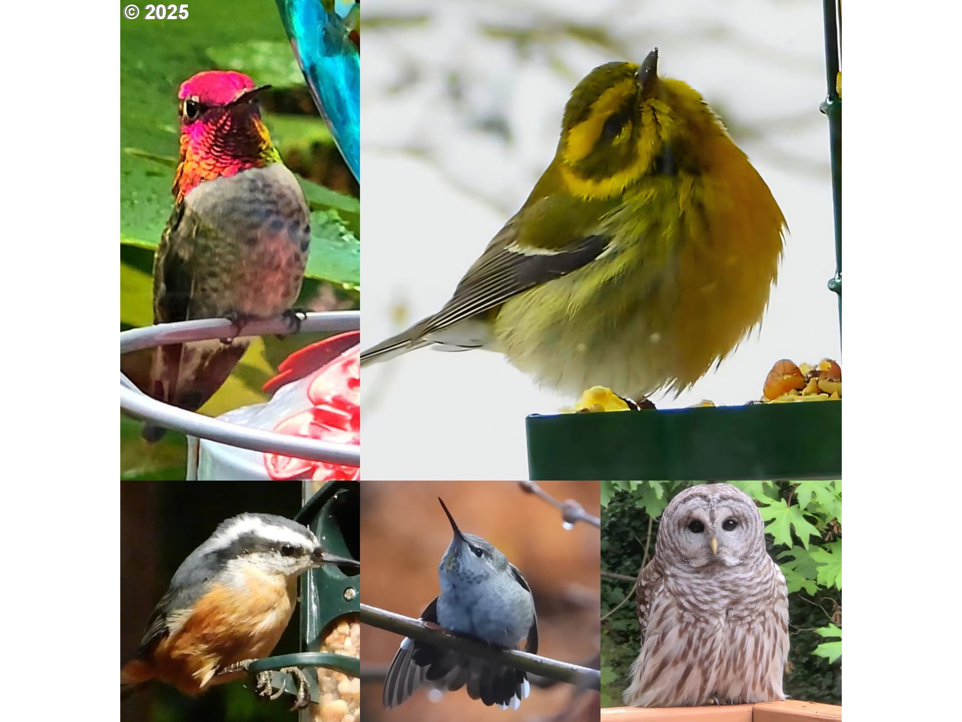 12147 SE HENDERSON DR