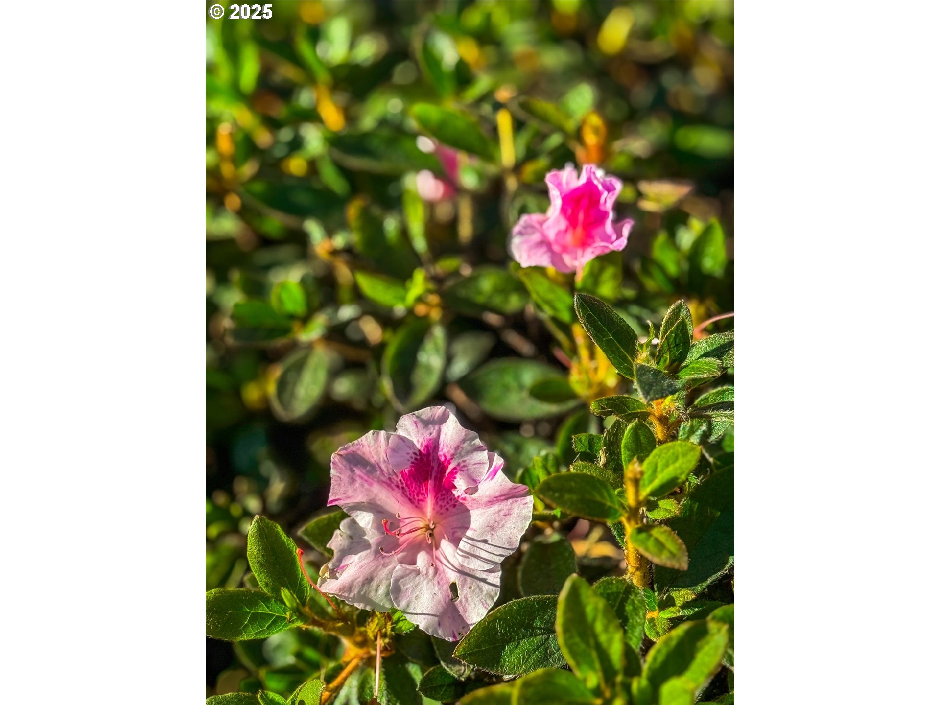 14029 SE SUMMERFIELD LOOP