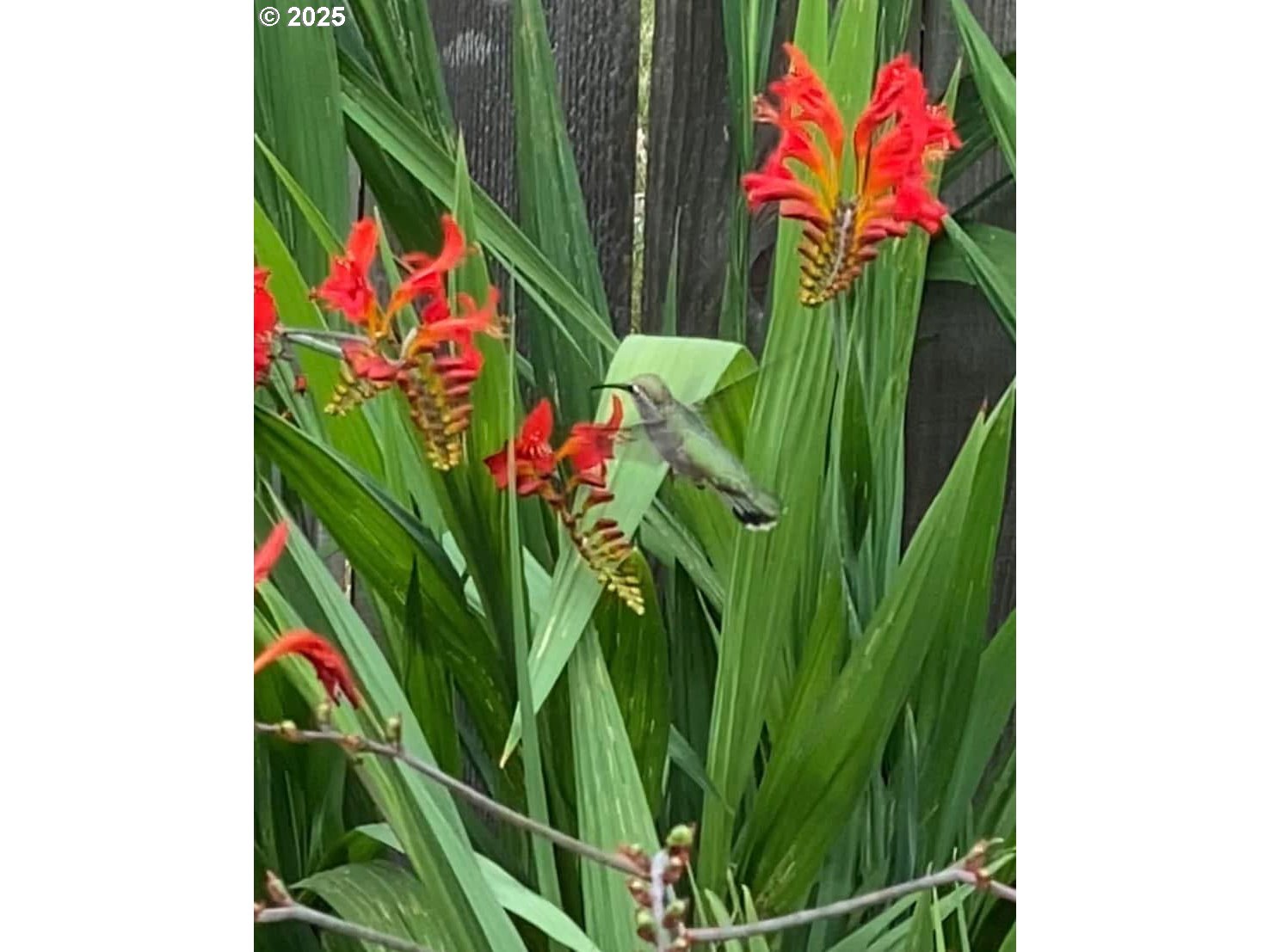 17657 SE SCRUTTON LN