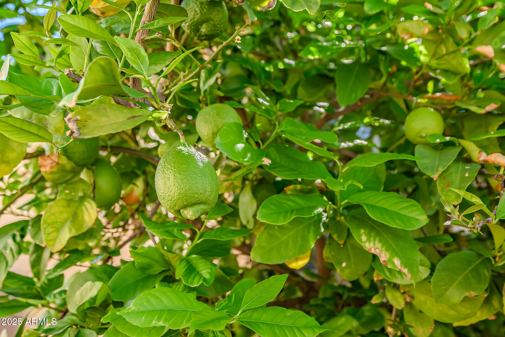 15792 N NAEGEL Drive