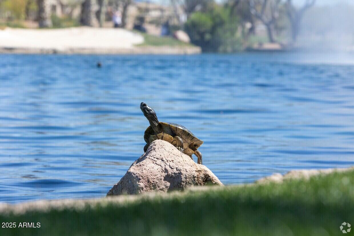 42553 W SPARKS Drive, Maricopa