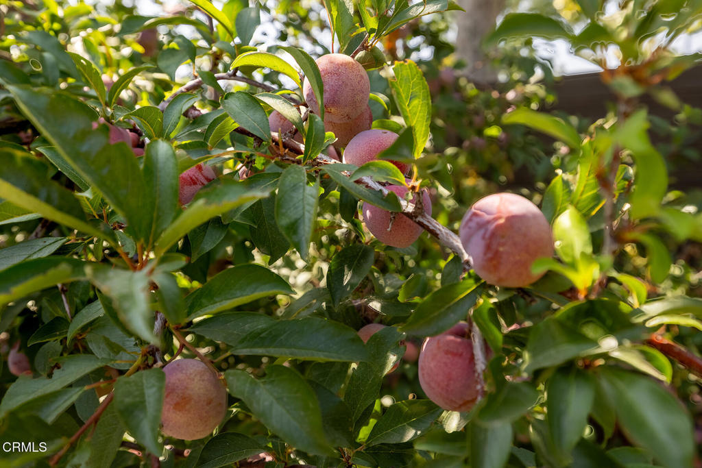 525 N Michillinda Avenue