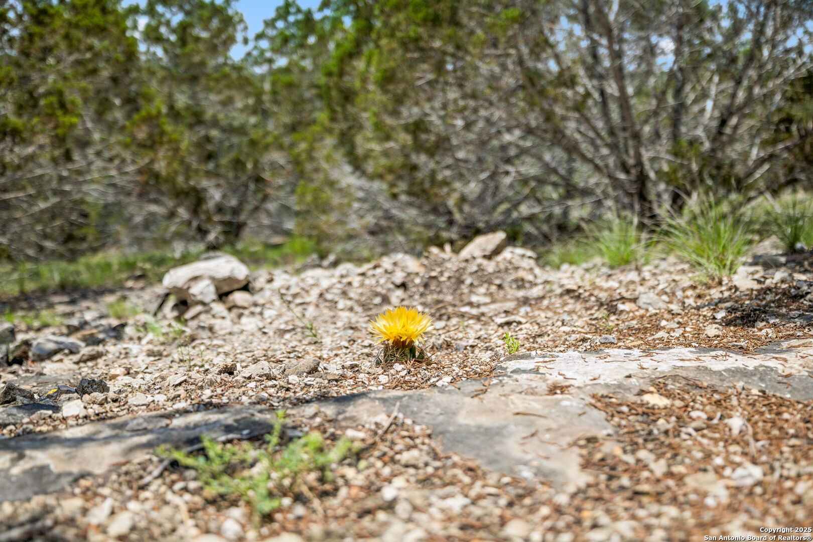 000 Pietra Springs Road