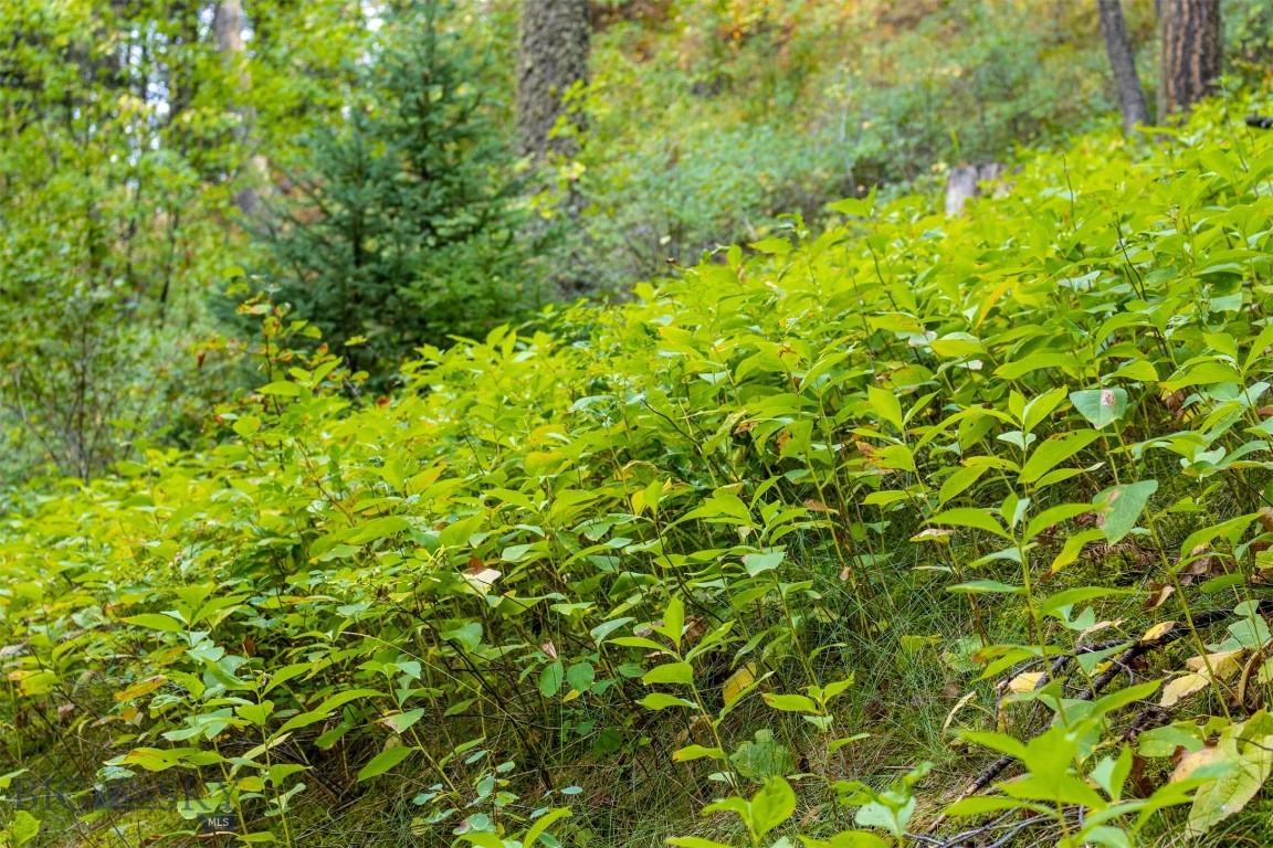 Lot 2 Chickadee Ridge