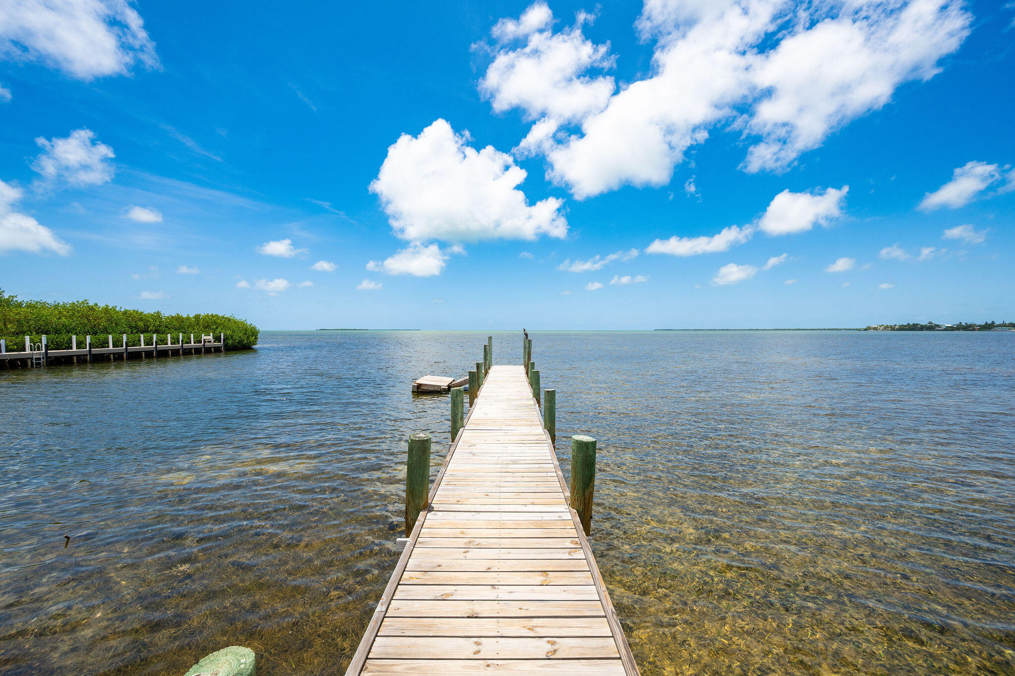 Wooden dock extending into clear coastal water beside a mangrove shoreline.