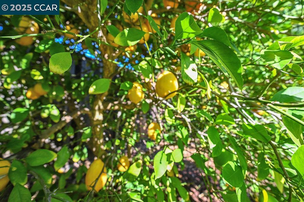 916 Calle Verde, Martinez