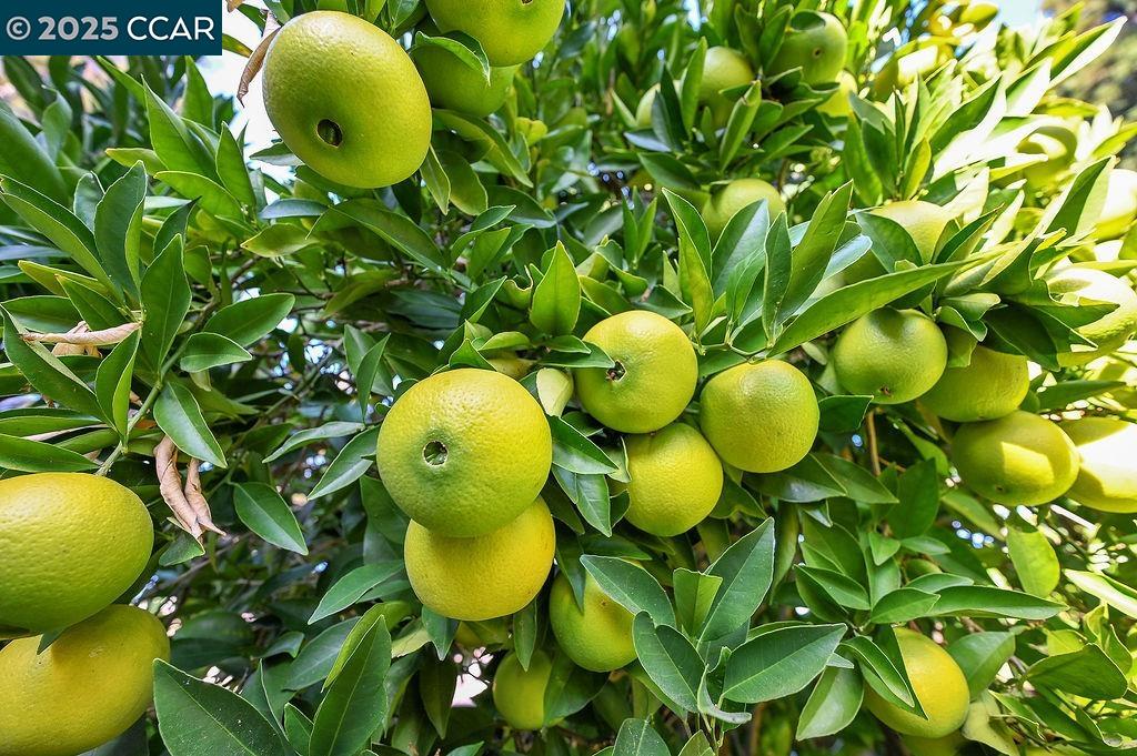 916 Calle Verde, Martinez