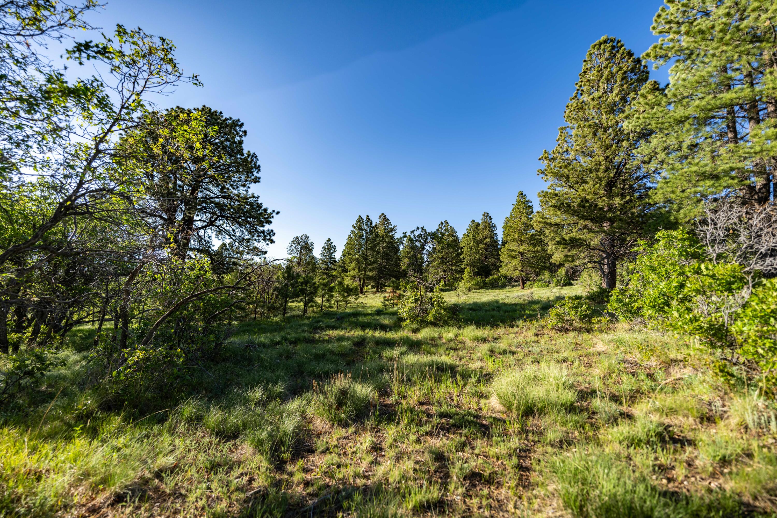 1250 McKenzie Springs Rd Road