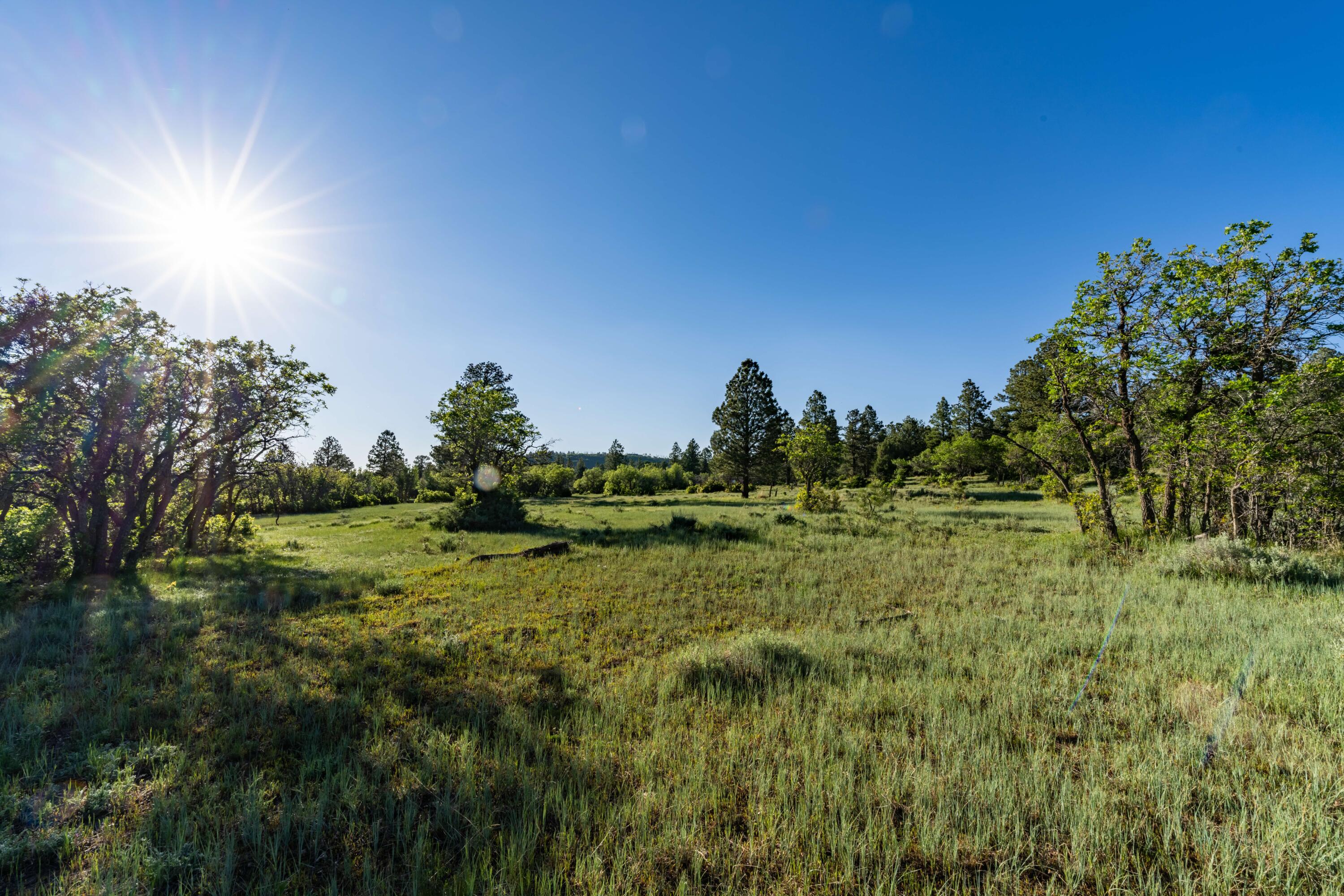 1250 McKenzie Springs Rd Road