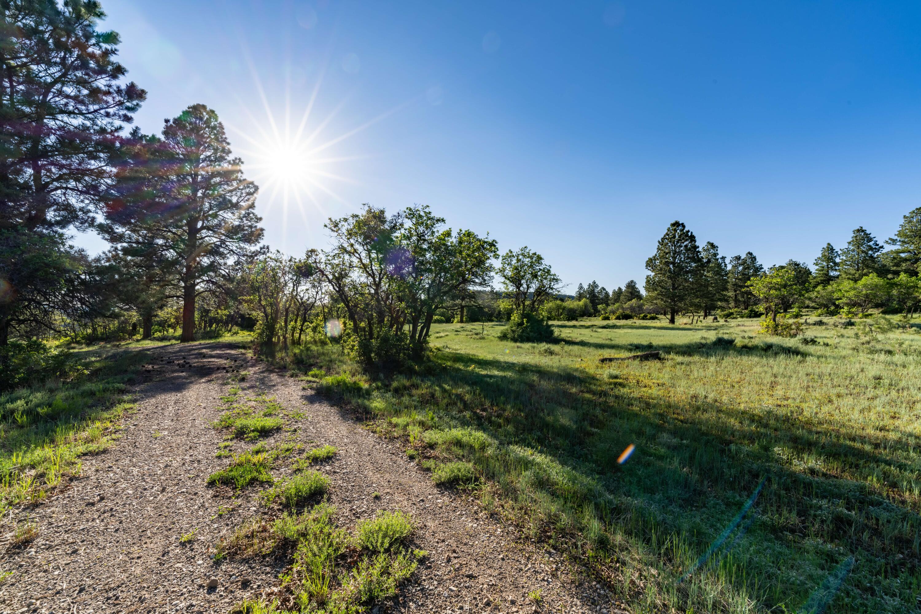 1250 McKenzie Springs Rd Road