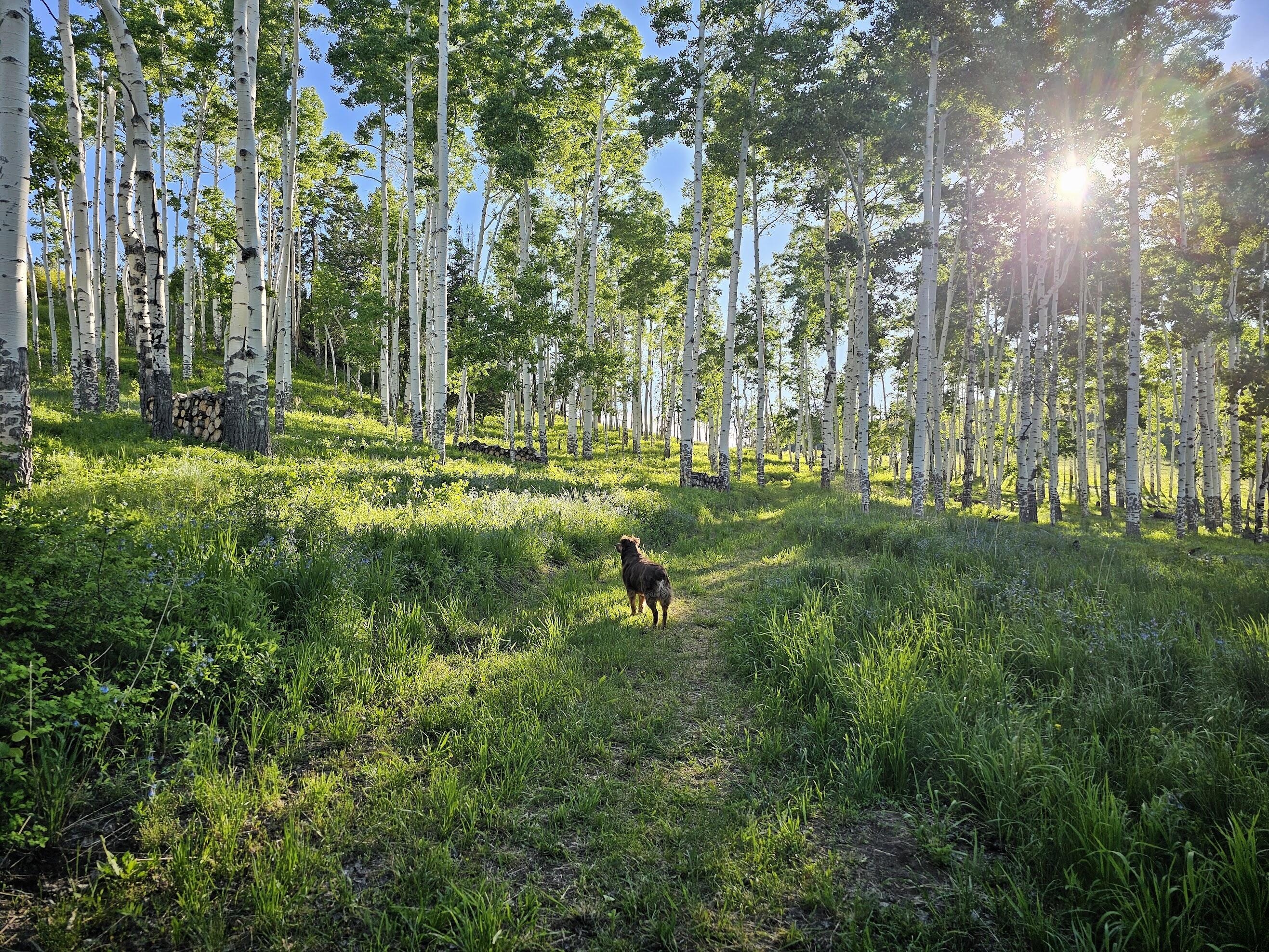 TBD Flying Husky Trail