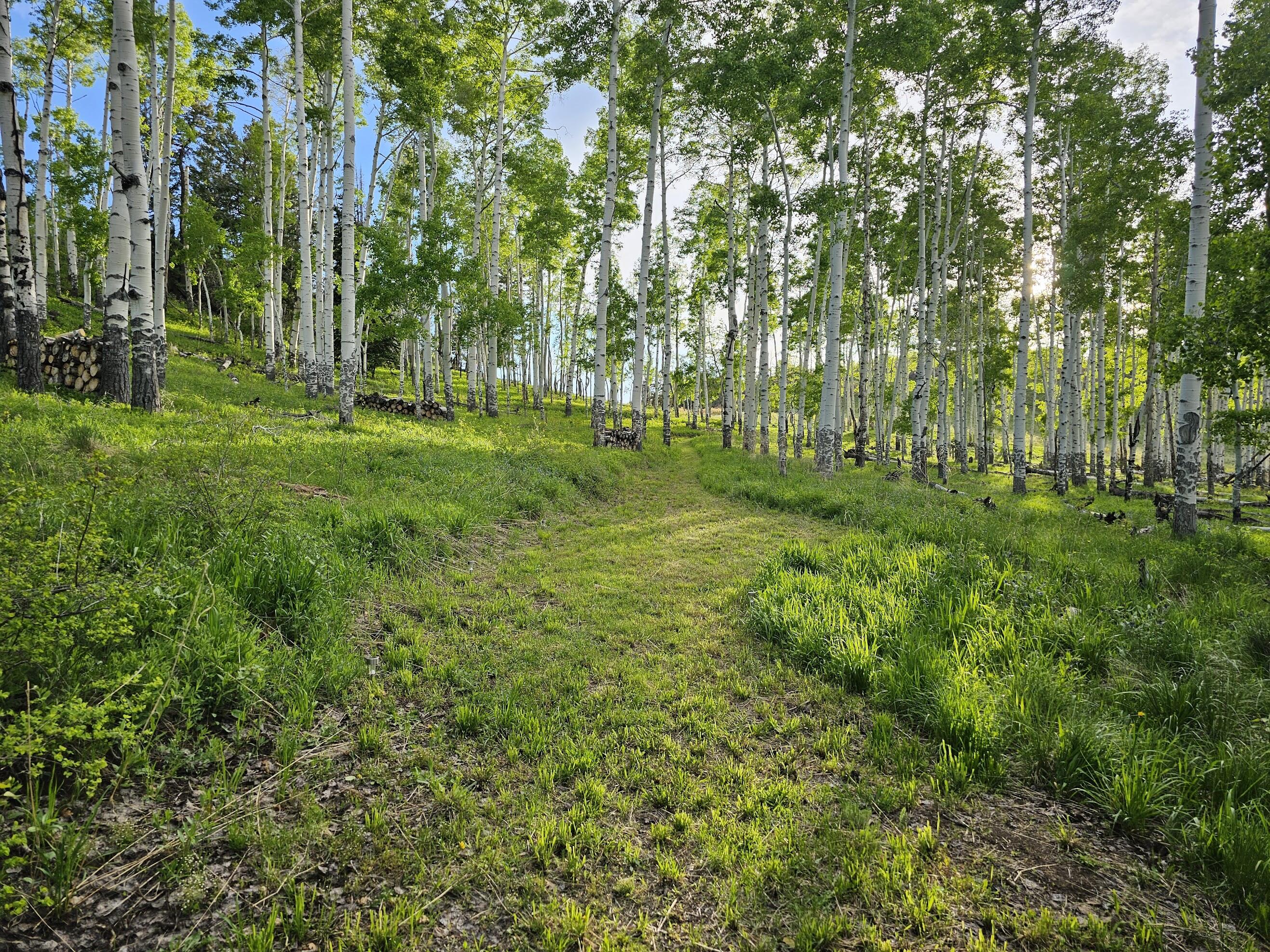 TBD Flying Husky Trail