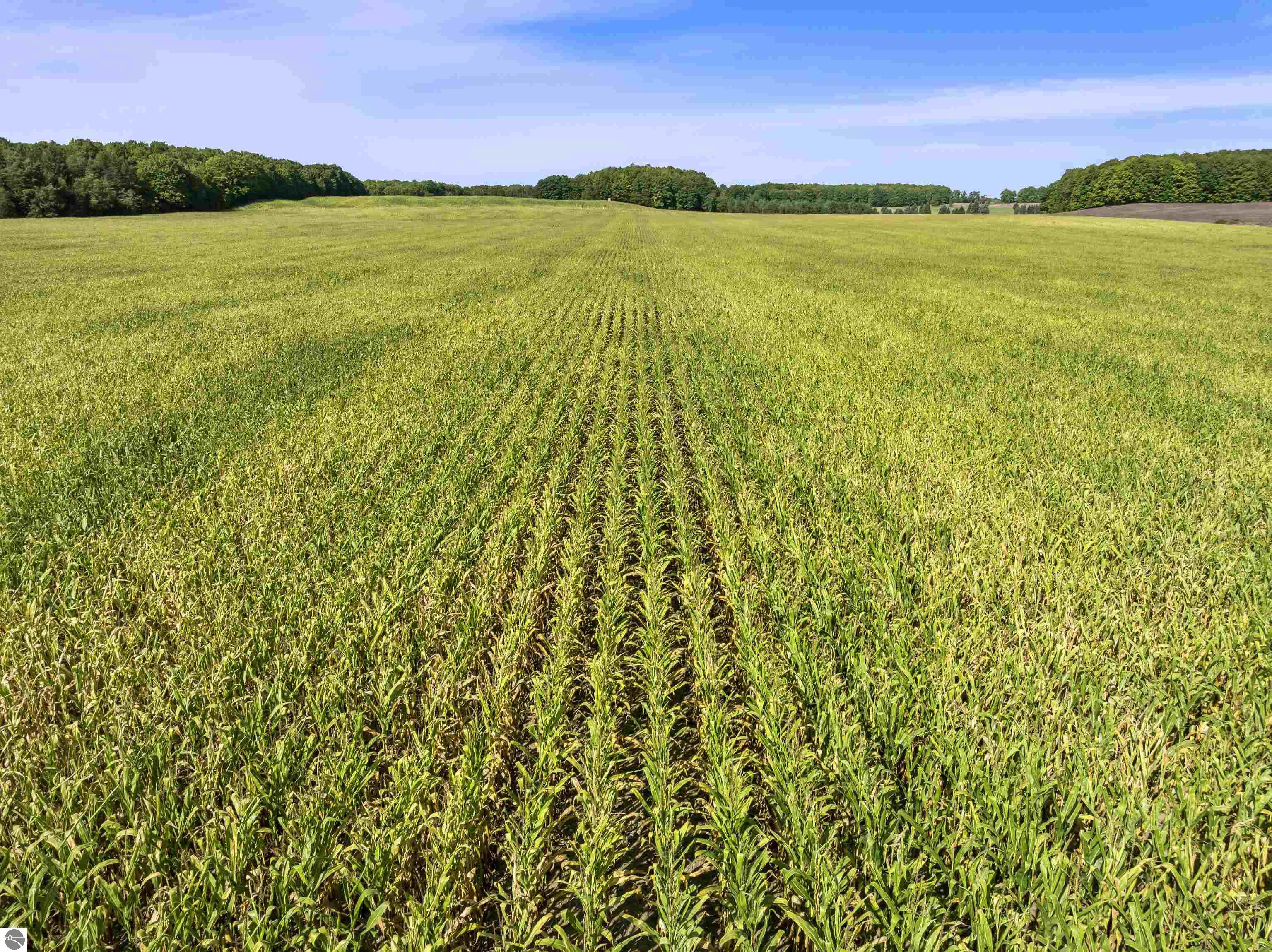 Expansive crop field with rows of plants leading toward a tree-lined horizon.