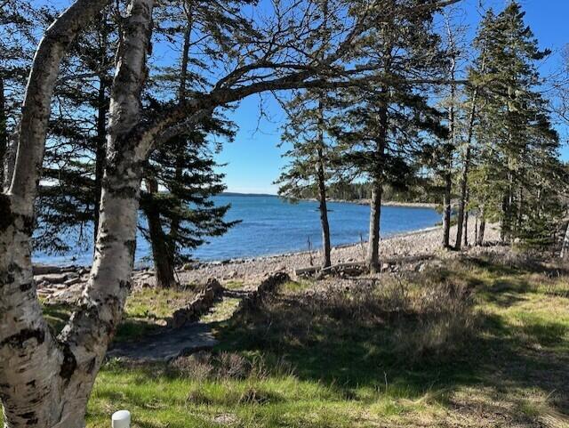 Rocky shoreline and blue water framed by birch and pine trees.