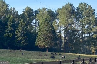 919 Arnold Bottoms Road