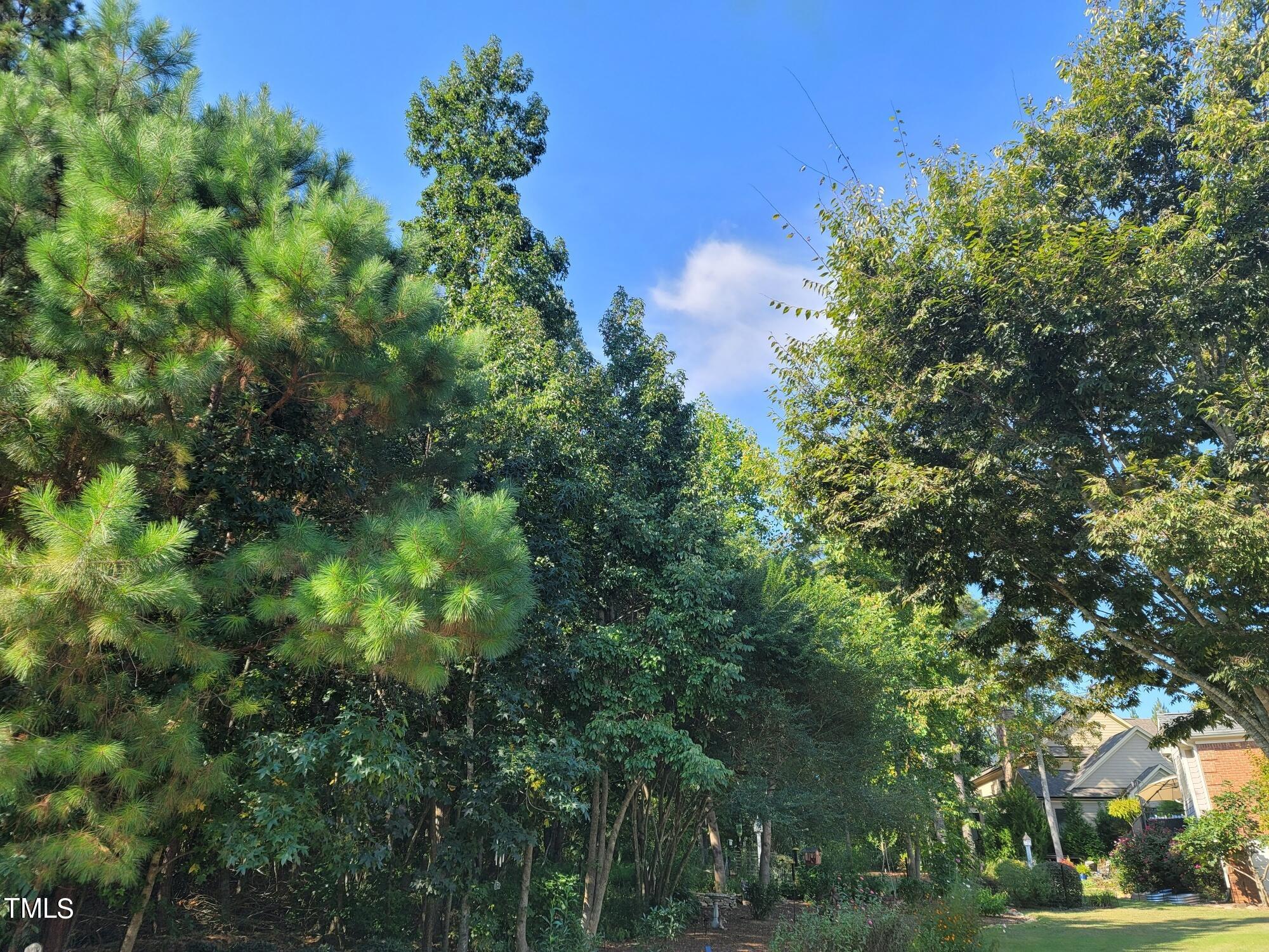 36 Bur Oak