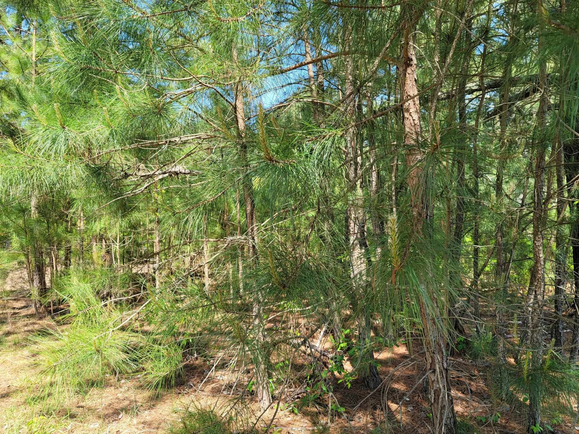 6043 Saint Andrews Drive