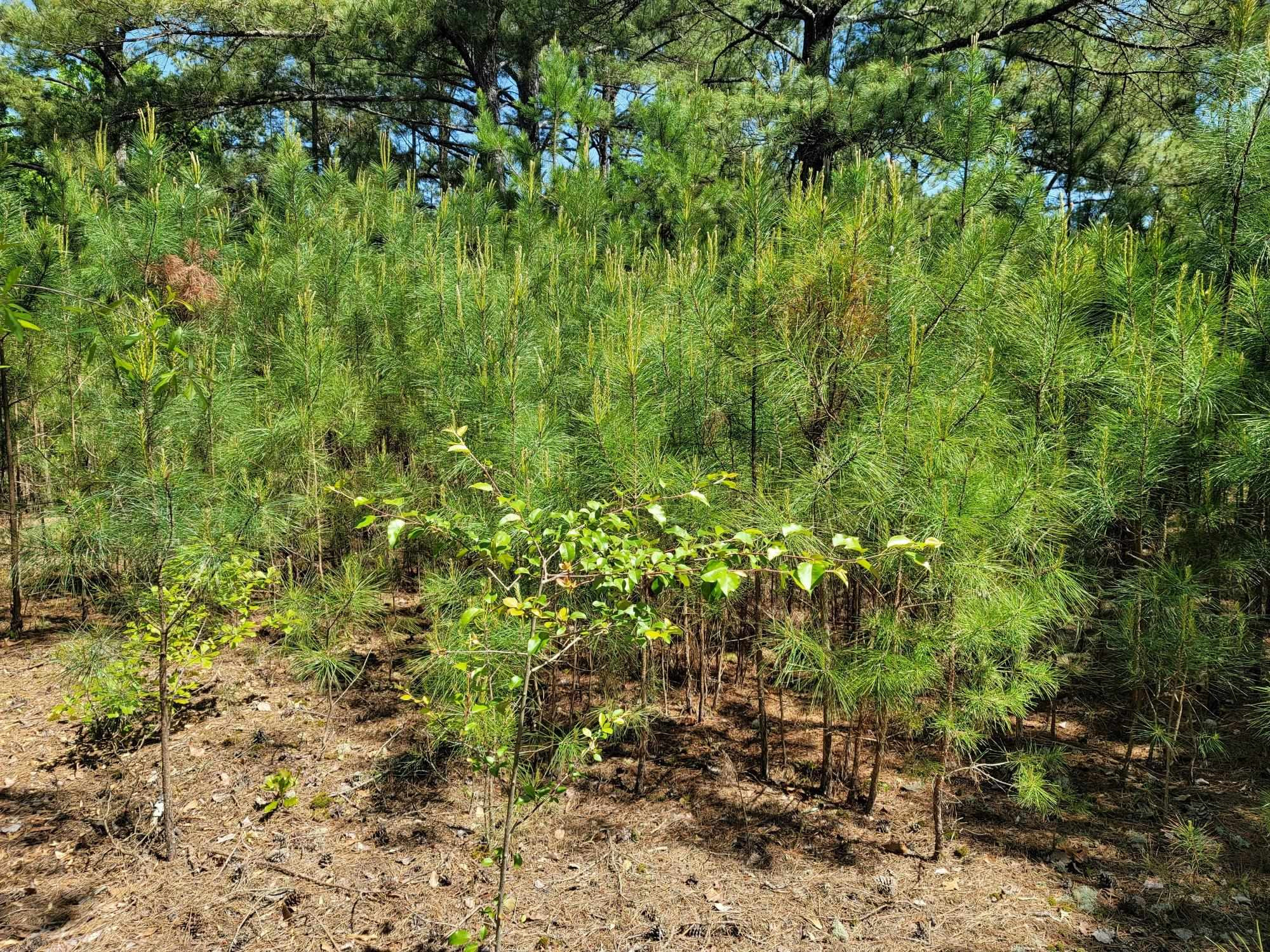 6043 Saint Andrews Drive