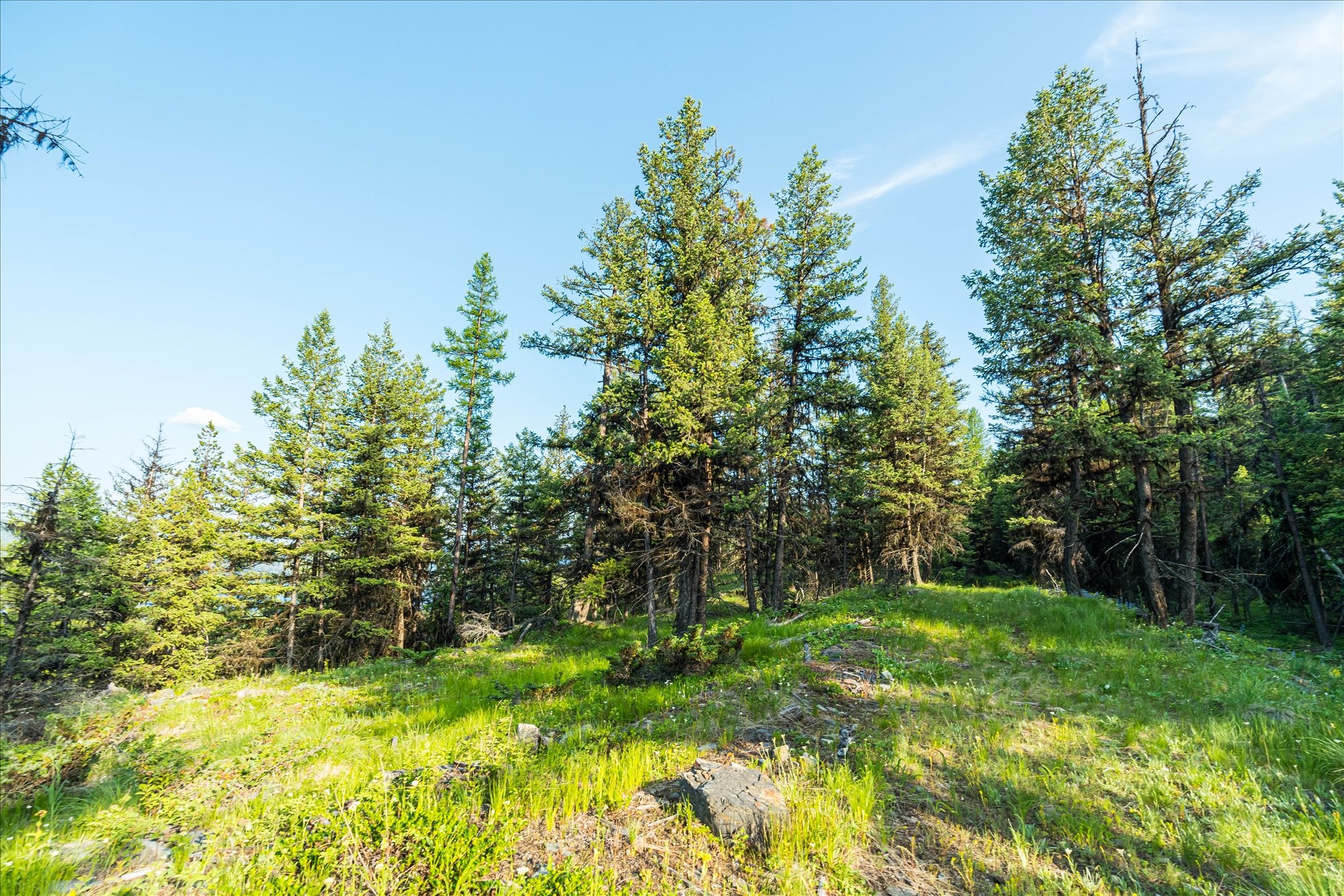 746 Lodgepole Drive