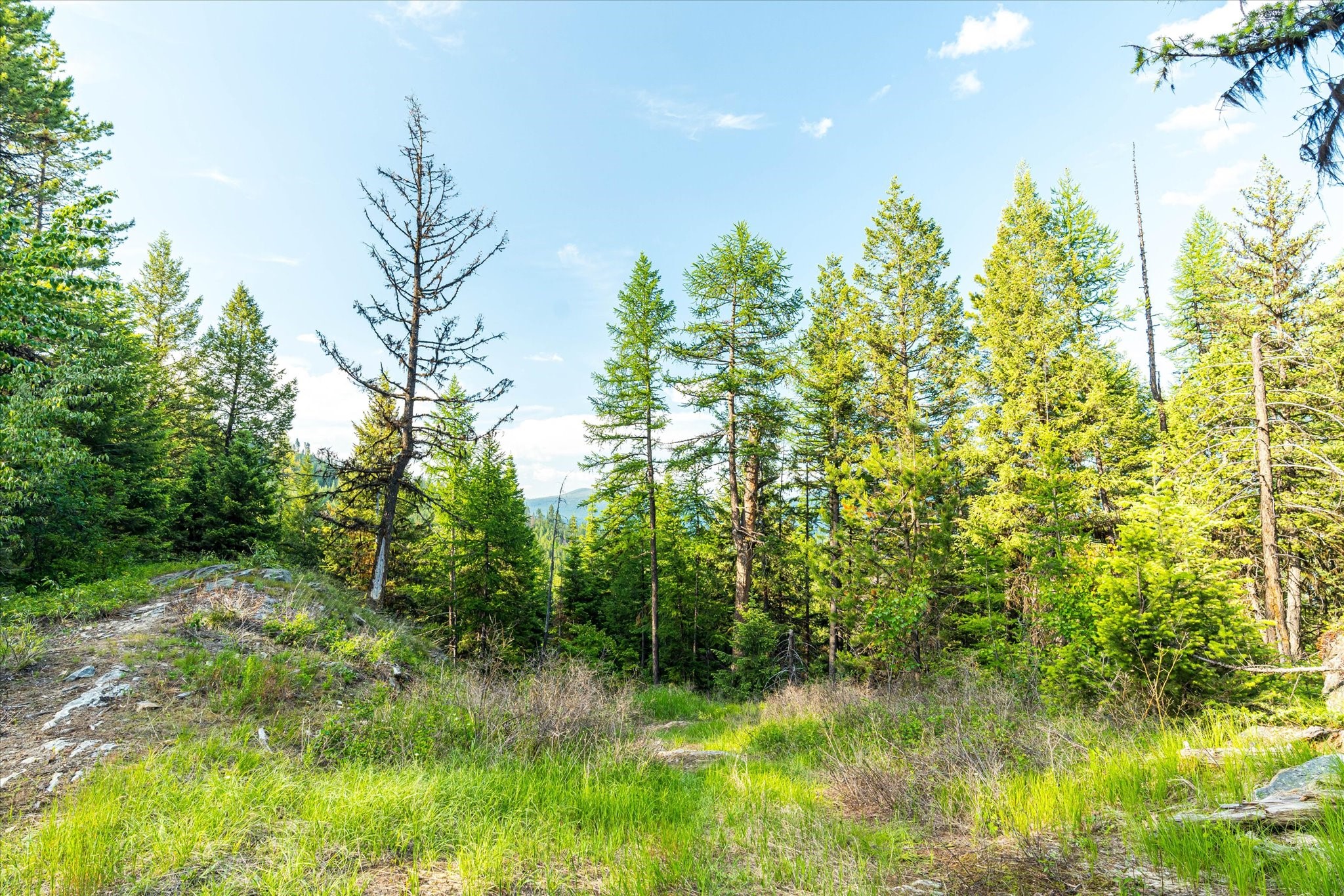 746 Lodgepole Drive
