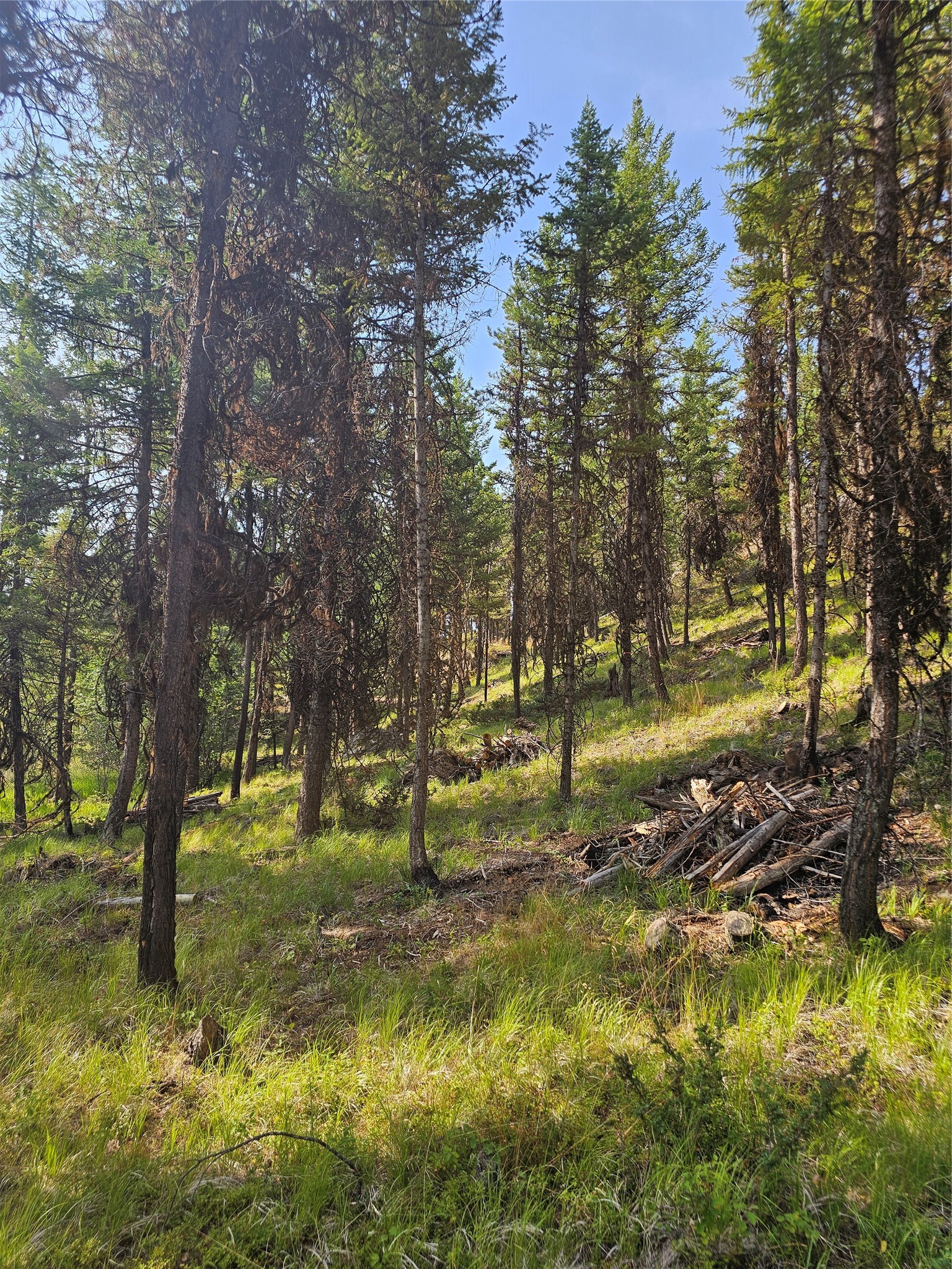 748 Lodgepole Drive