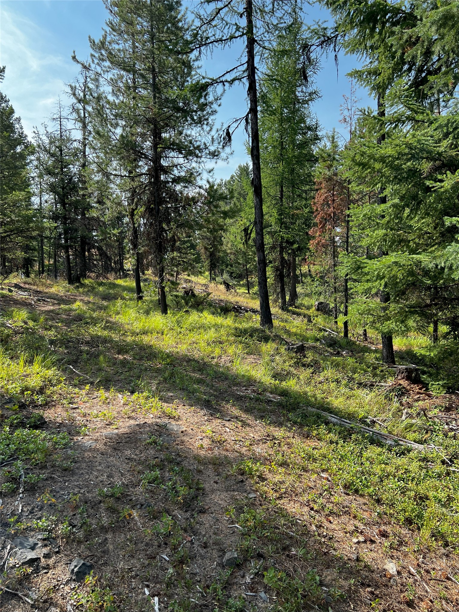 748 Lodgepole Drive