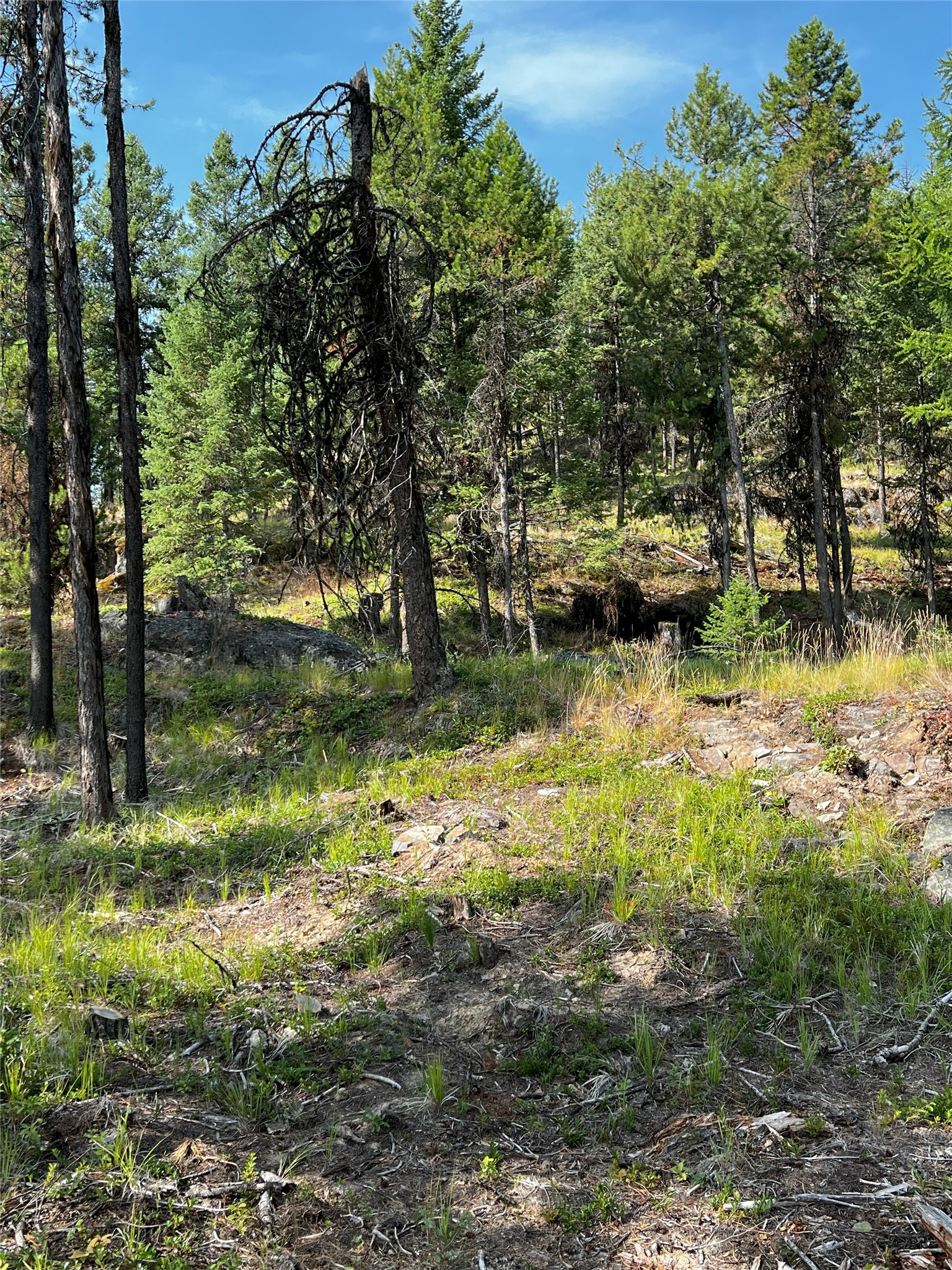 748 Lodgepole Drive